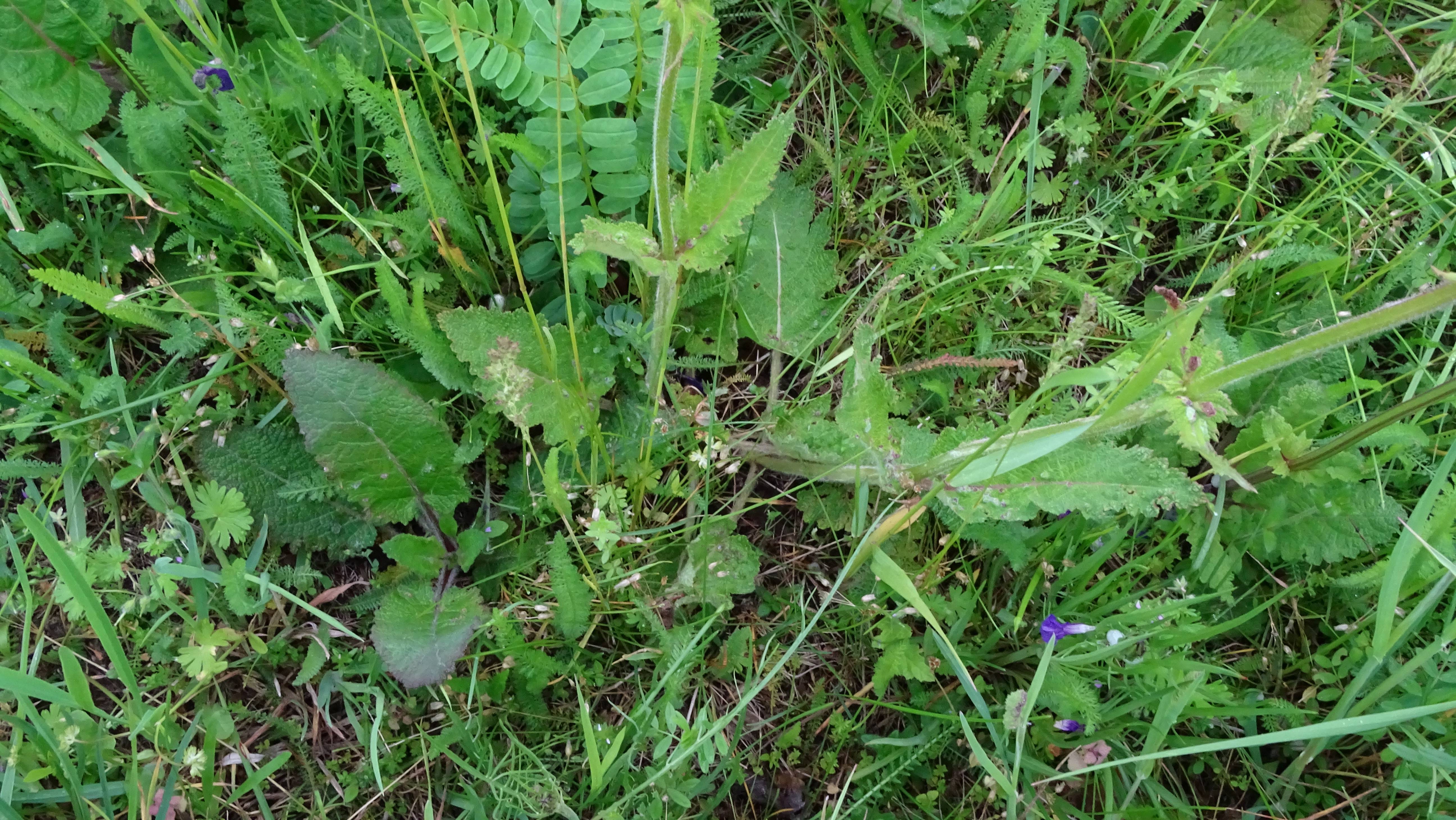 DSC05072 salvia pratensis, prellenkirchen-mitte, 2023-05-16.jpg