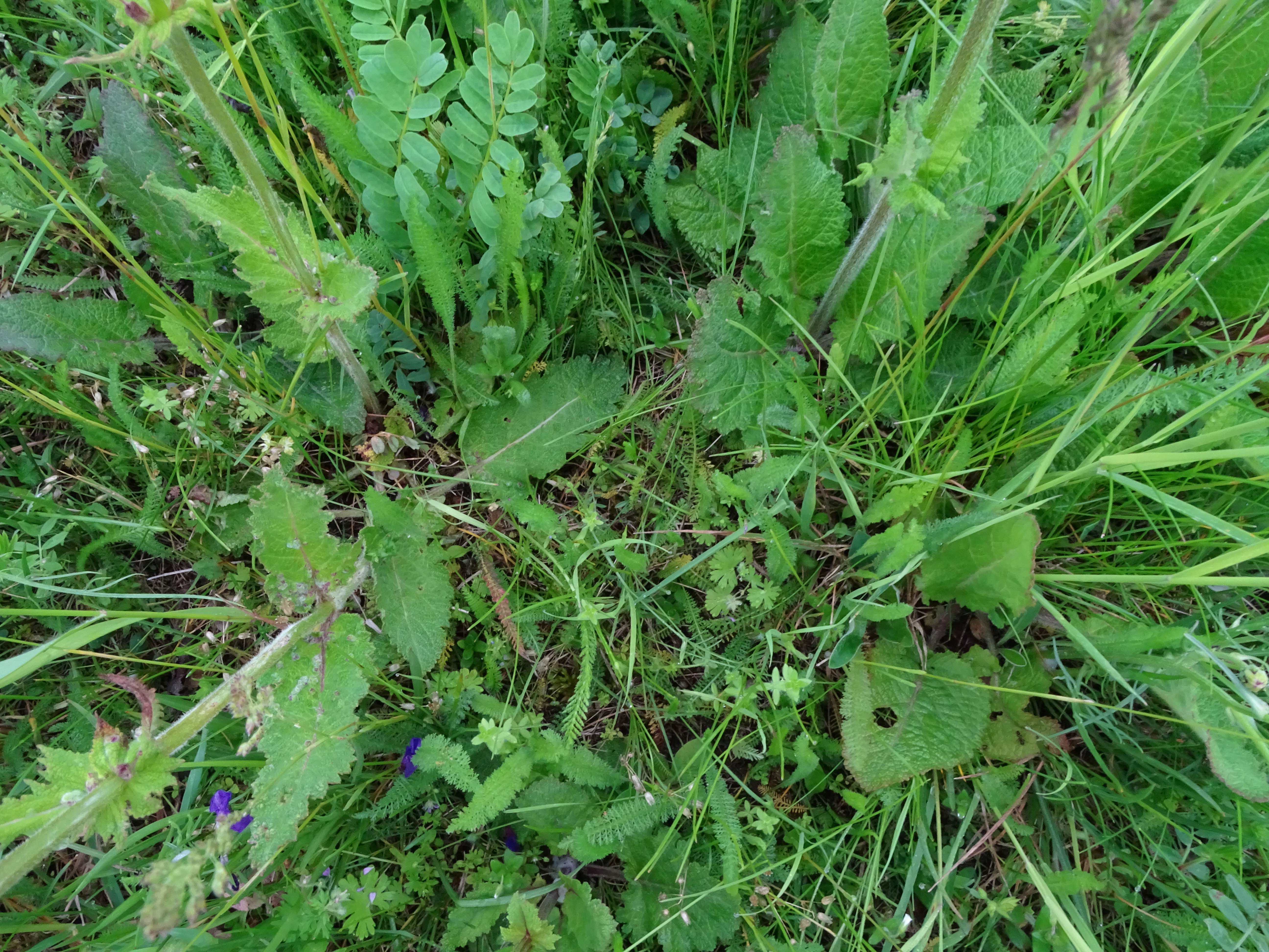 DSC05074 salvia pratensis, prellenkirchen-mitte, 2023-05-16.jpg