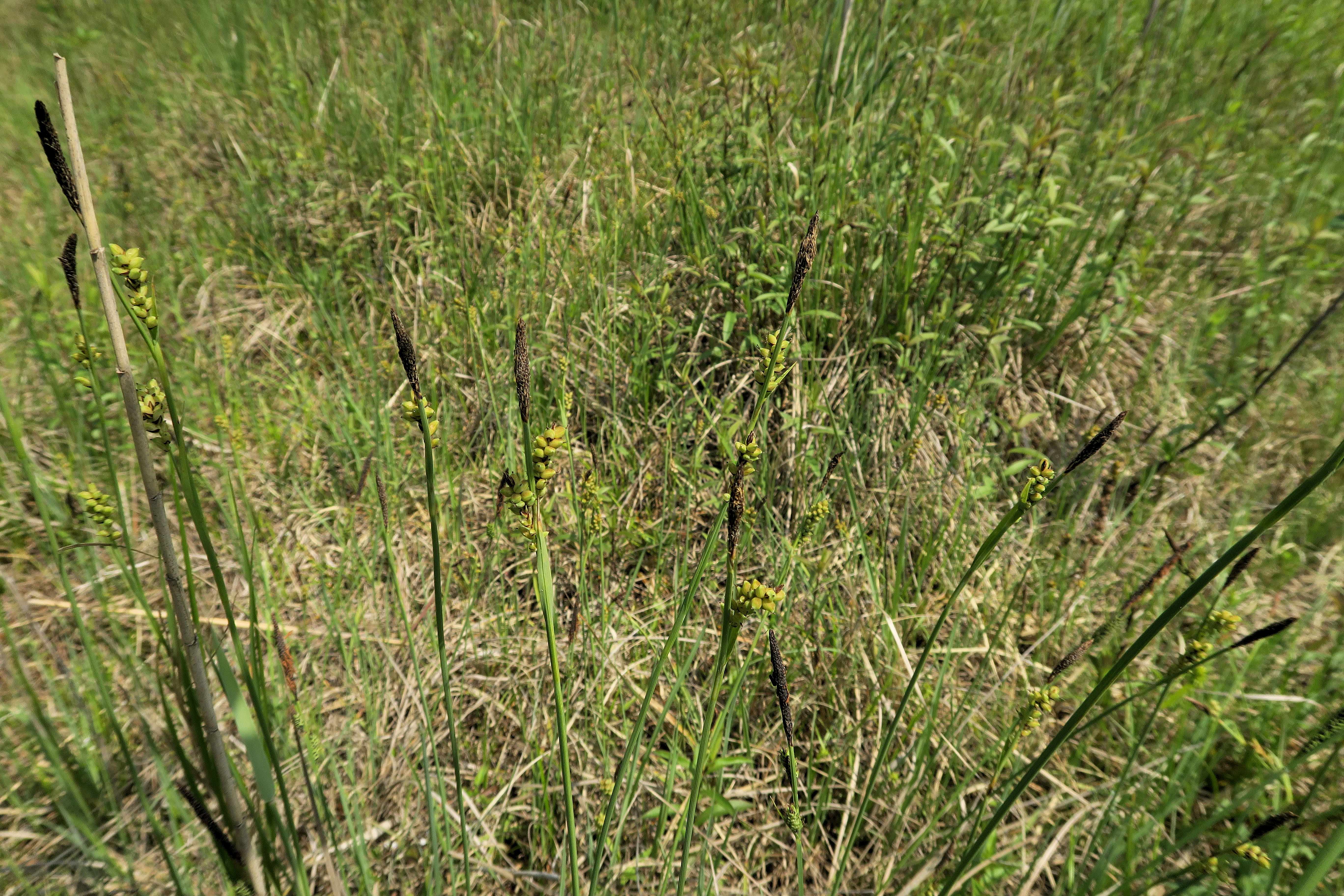Gruppe 2 Carex panicea) Hirse)-Segge, Lobau via Naufahrt Feuchtstelle s-w. Josefssteg 26.05.2023 C5X2 (3).jpg