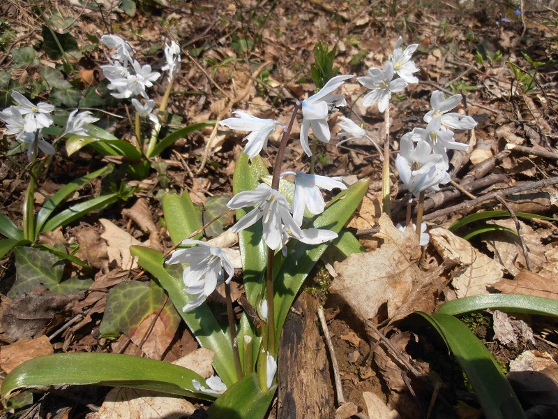 k-2.4.18 Beim Peilstein.JPG