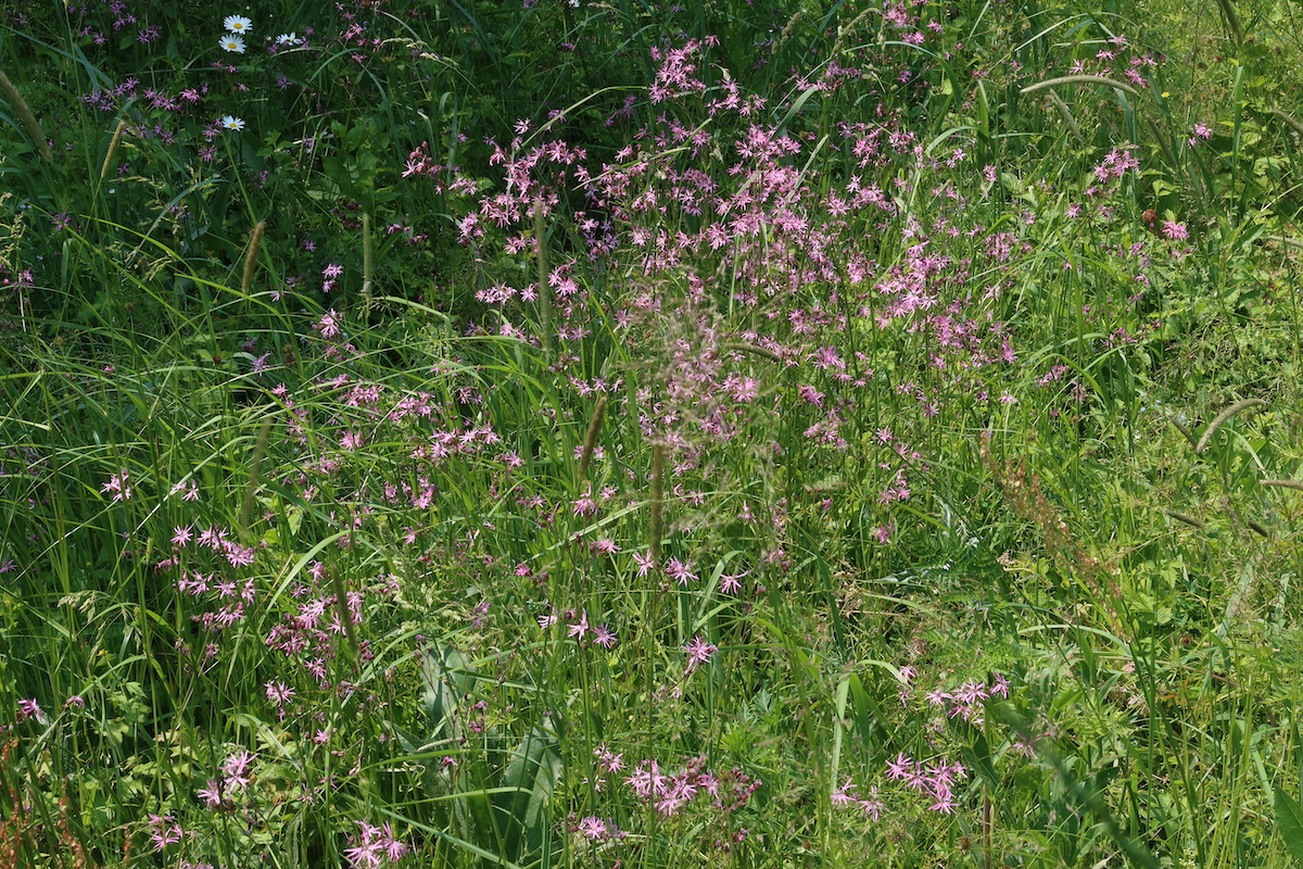 0528_Lychnis_flos_cuculi.JPG