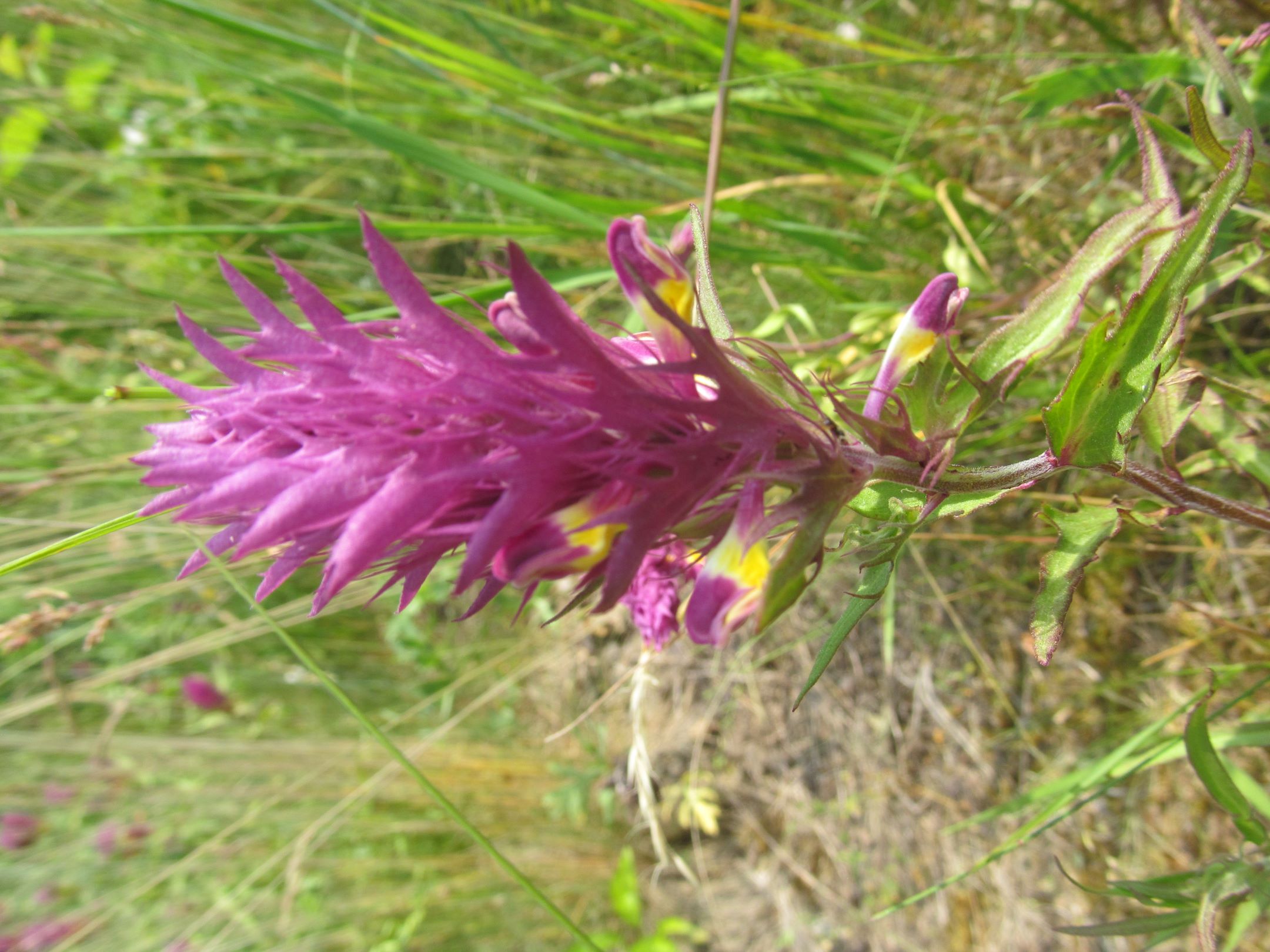 IMG_1746 Melampyrum arvense.JPG