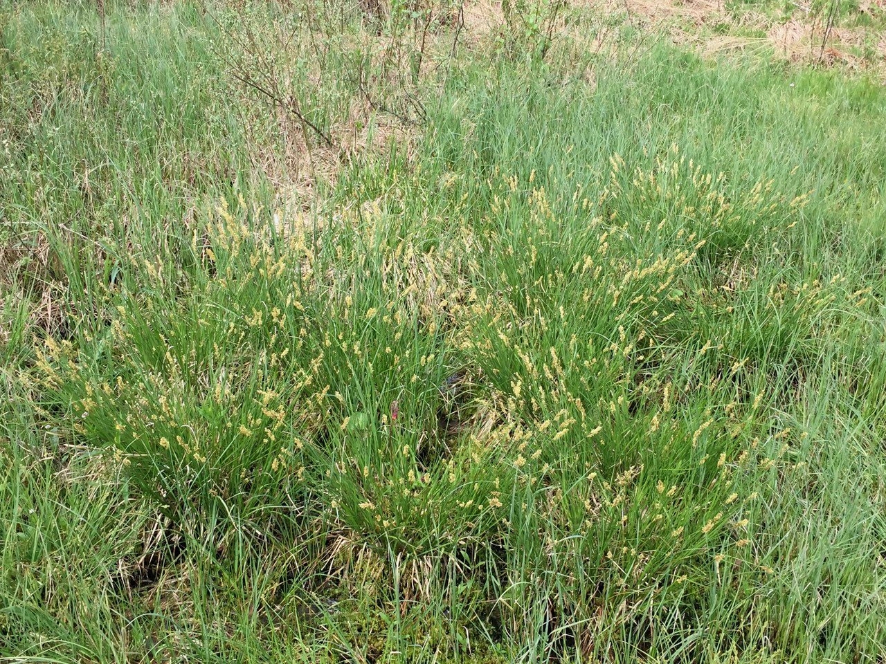 Carappro_RZ_in situ_c.jpg