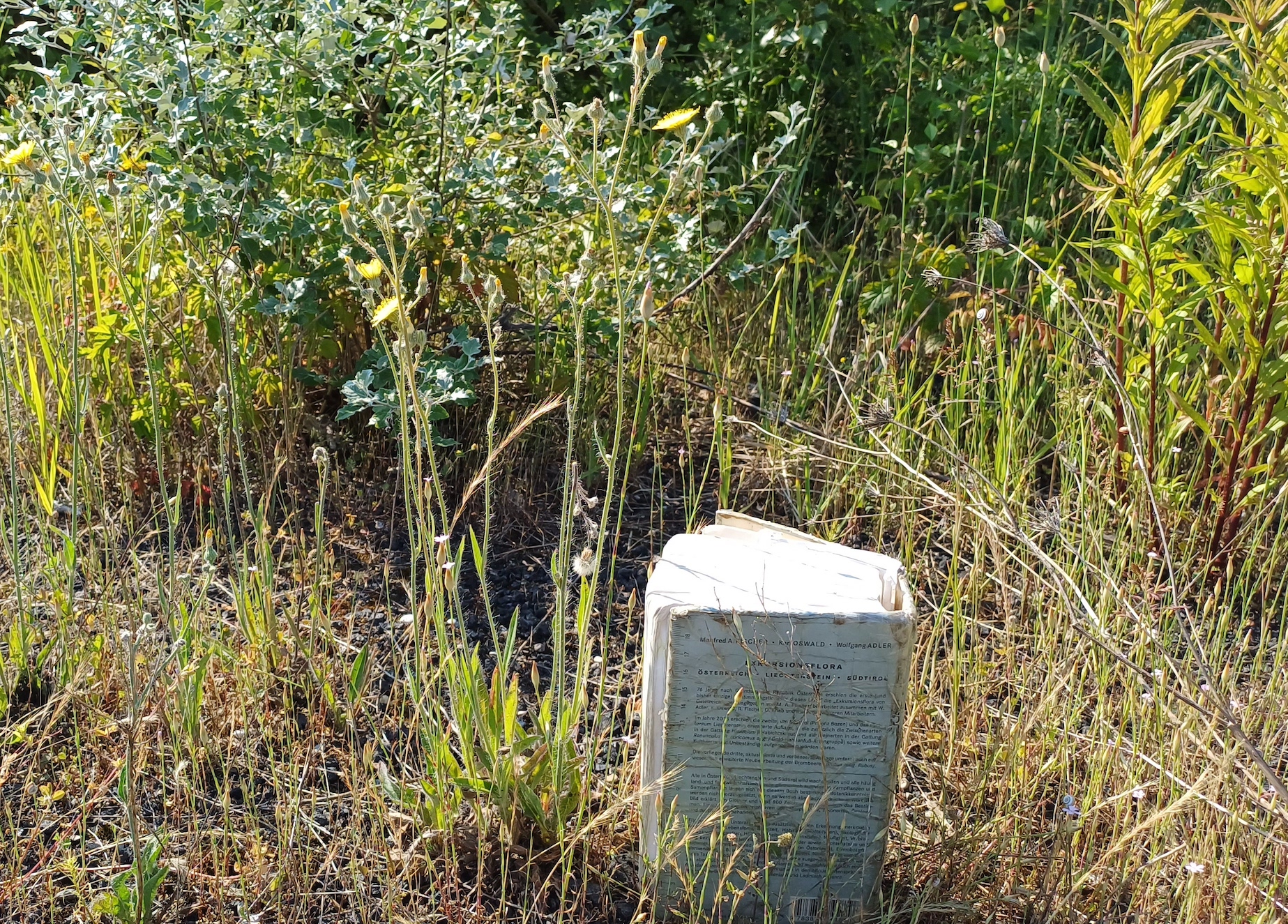 hieracium echioides bhf kaiserebersdorf 20230616_090045.jpg