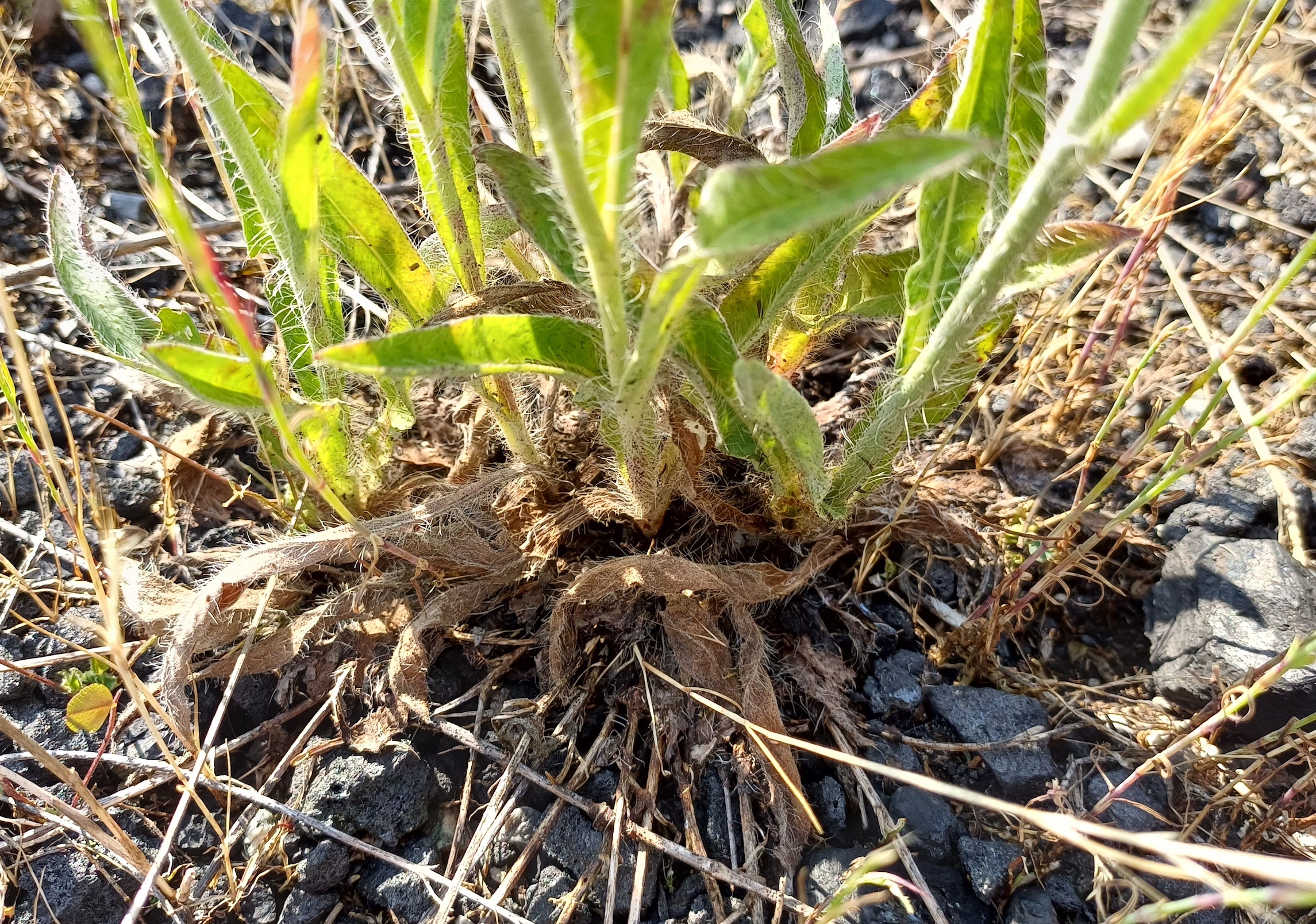 hieracium echioides bhf kaiserebersdorf 20230616_090115.jpg