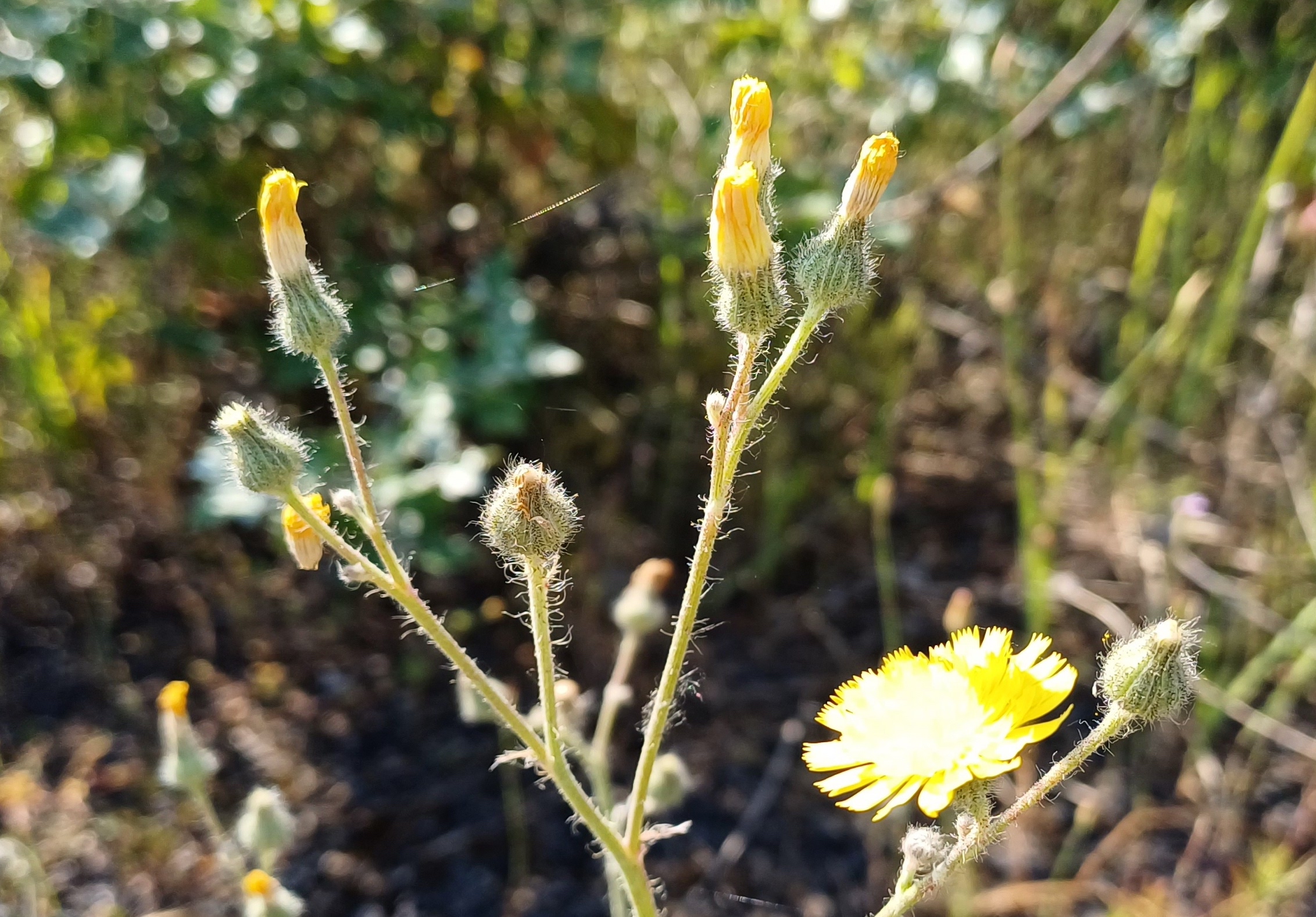 hieracium echioides bhf kaiserebersdorf 20230616_090132.jpg
