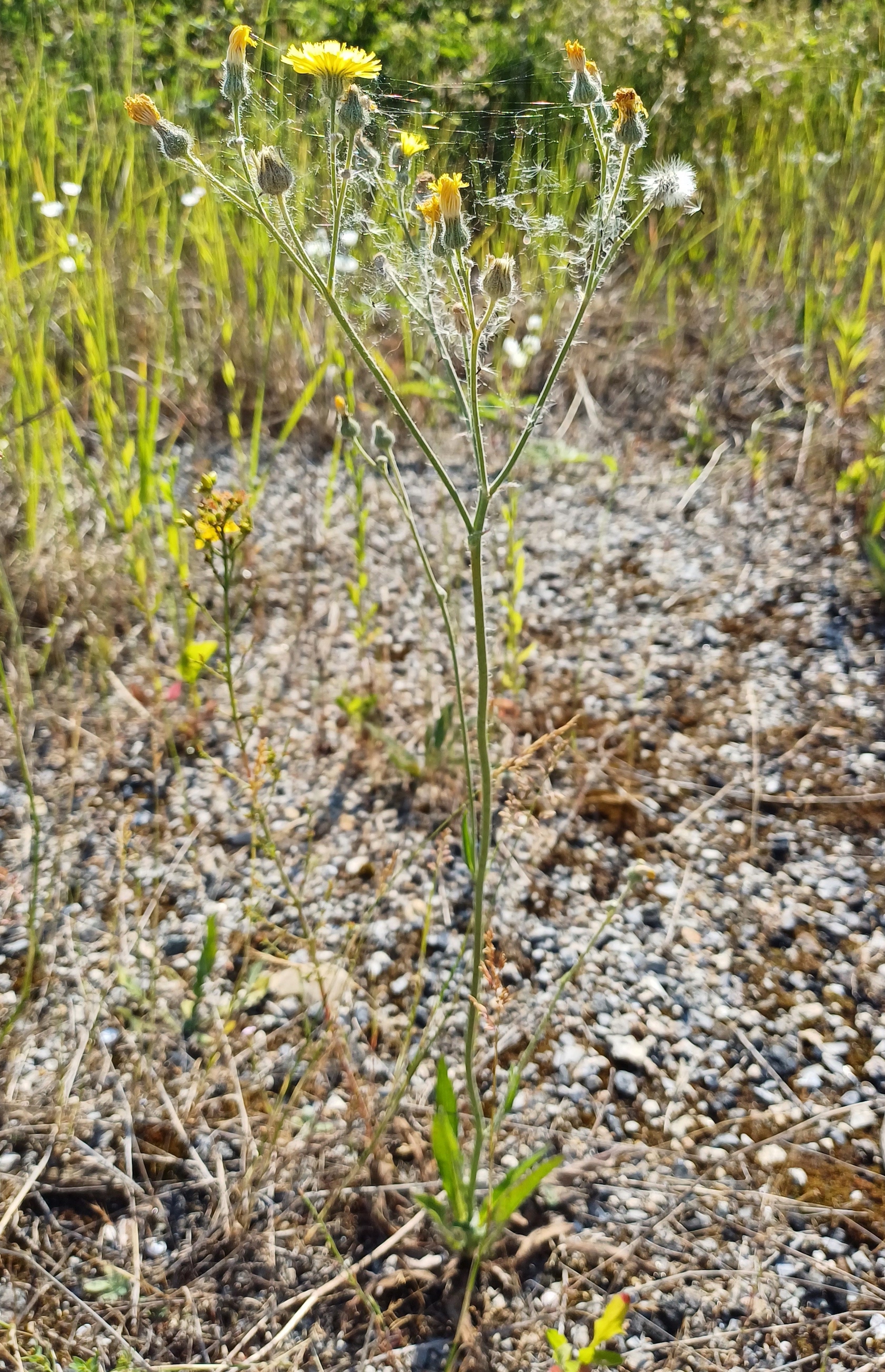 hieracium echioides bhf kaiserebersdorf 20230616_090322.jpg