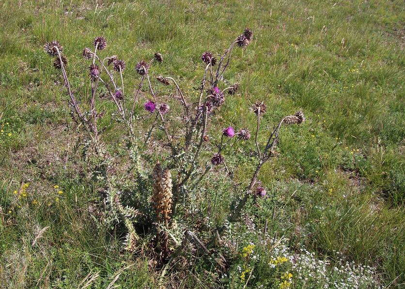 Spitzerberg - 15062023 - (243) -  - Orobanche reticulata.JPG