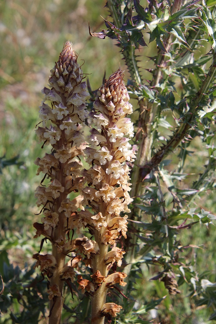 Spitzerberg - 15062023 - (244) -  - Orobanche reticulata.JPG