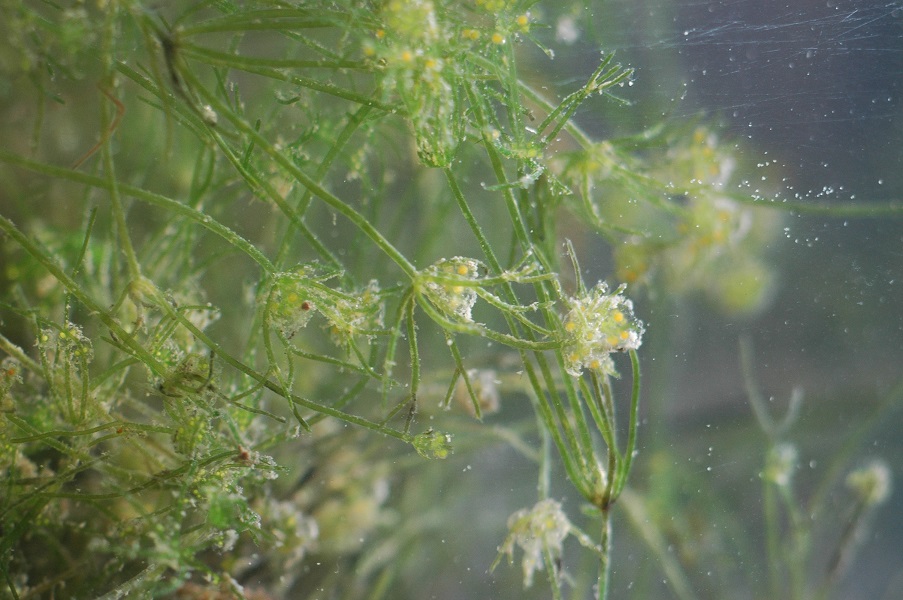 Nitella syncarpa.jpg