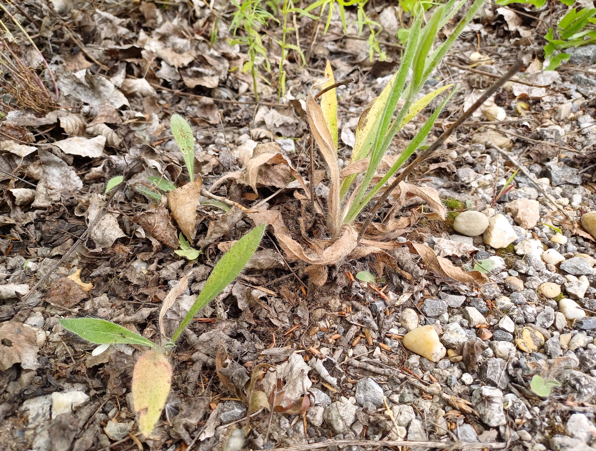 hieracium rothianum begleitweg zu L2075 SE kledering 20230701_140812.jpg