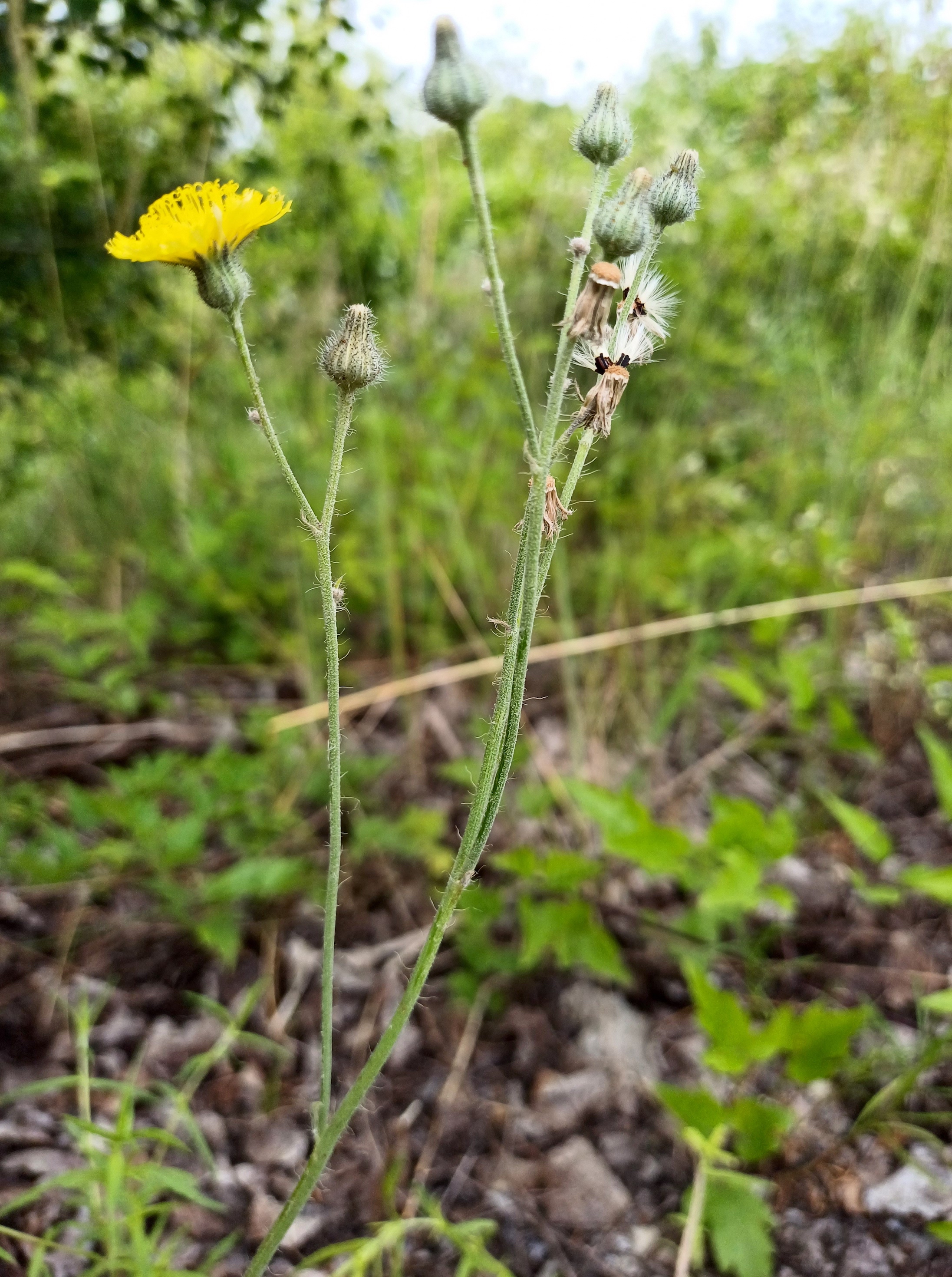 hieracium rothianum begleitweg zu L2075 SE kledering 20230701_140915.jpg
