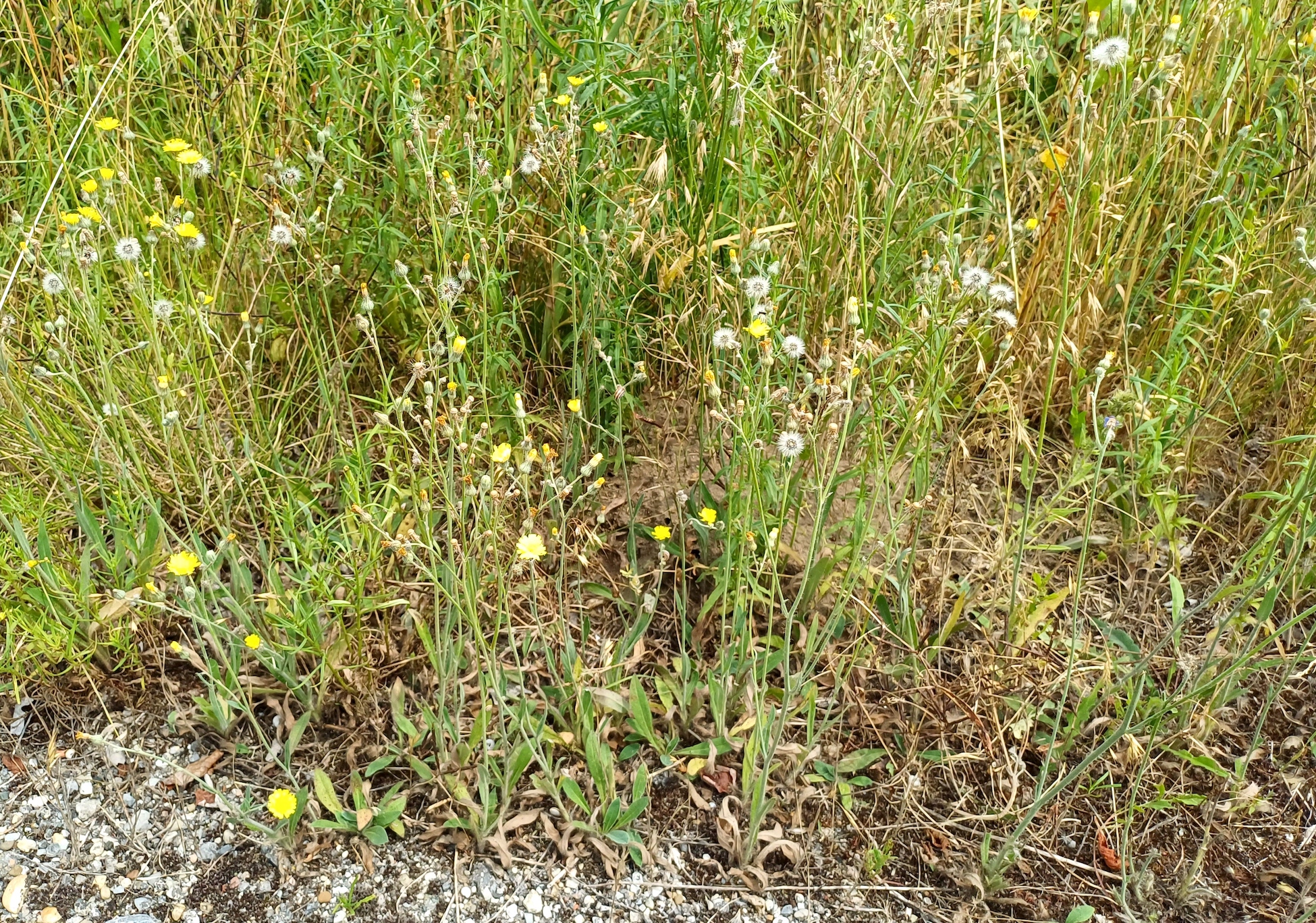 hieracium rothianum begleitweg zu L2075 SE kledering 20230701_141040.jpg