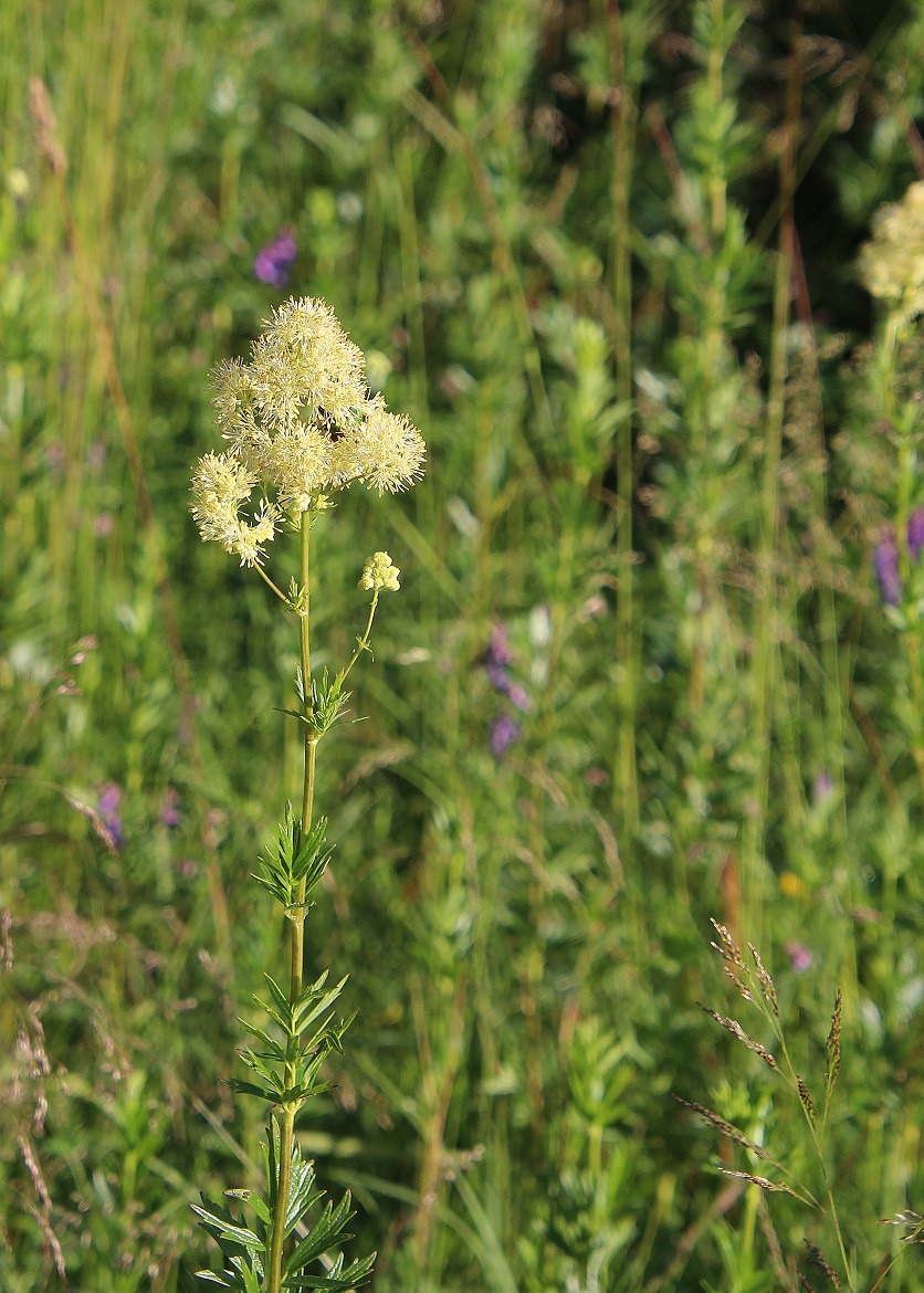 Kltg - 08072023 - (42) - Thalicrum flavum.JPG
