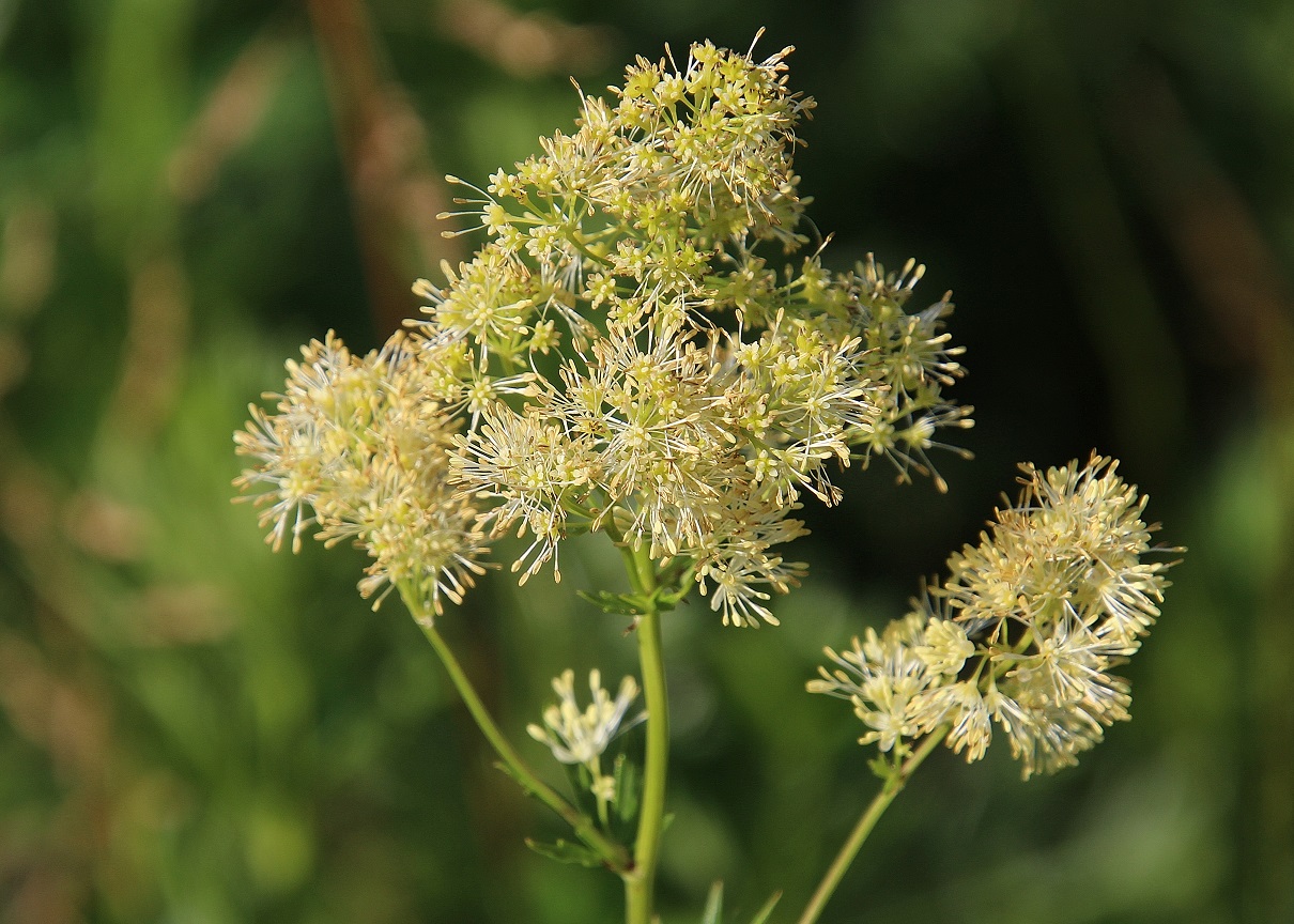 Kltg - 08072023 - (44) - Thalicrum flavum.JPG