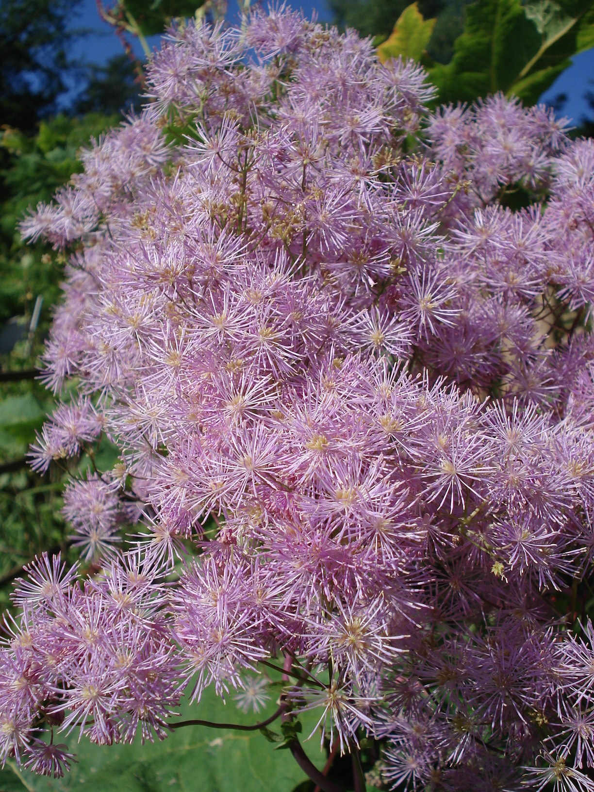 Thalictrum.aquilegifolium.Gamsgebirge.Stainz.jpg