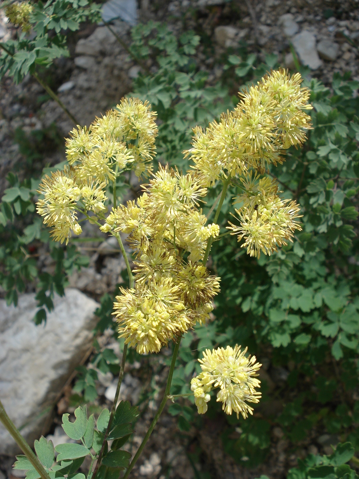Thalictrum.flavum.N-Albanien.Valbona.III.jpg
