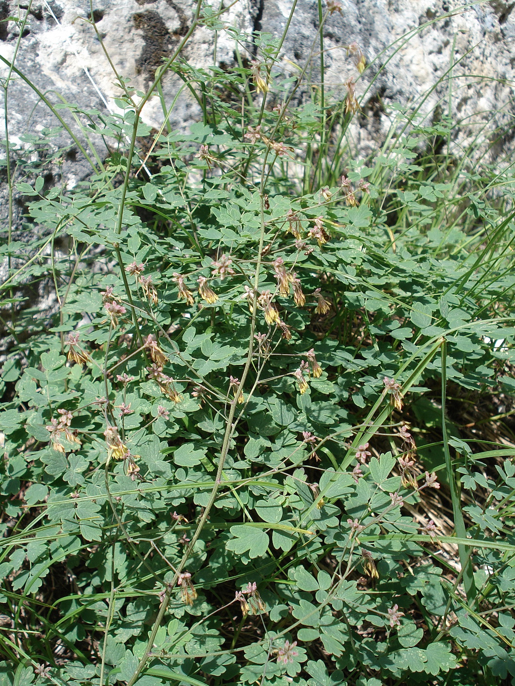 Thalictrum.foetidum.I-Pala.Val.Comelle .jpg