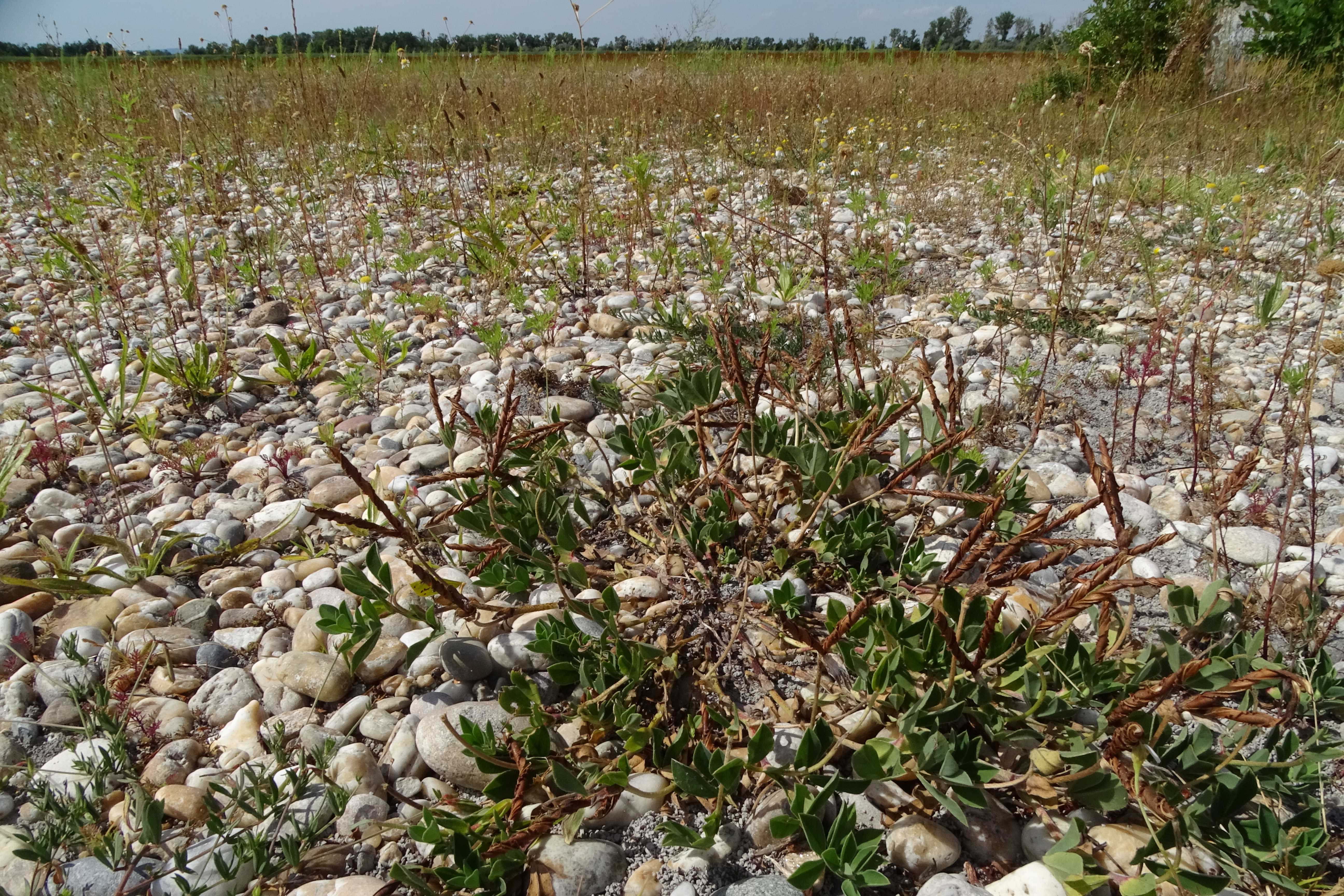 DSC08768 zicksee, 2023-07-14, lotus maritimus etc.jpg