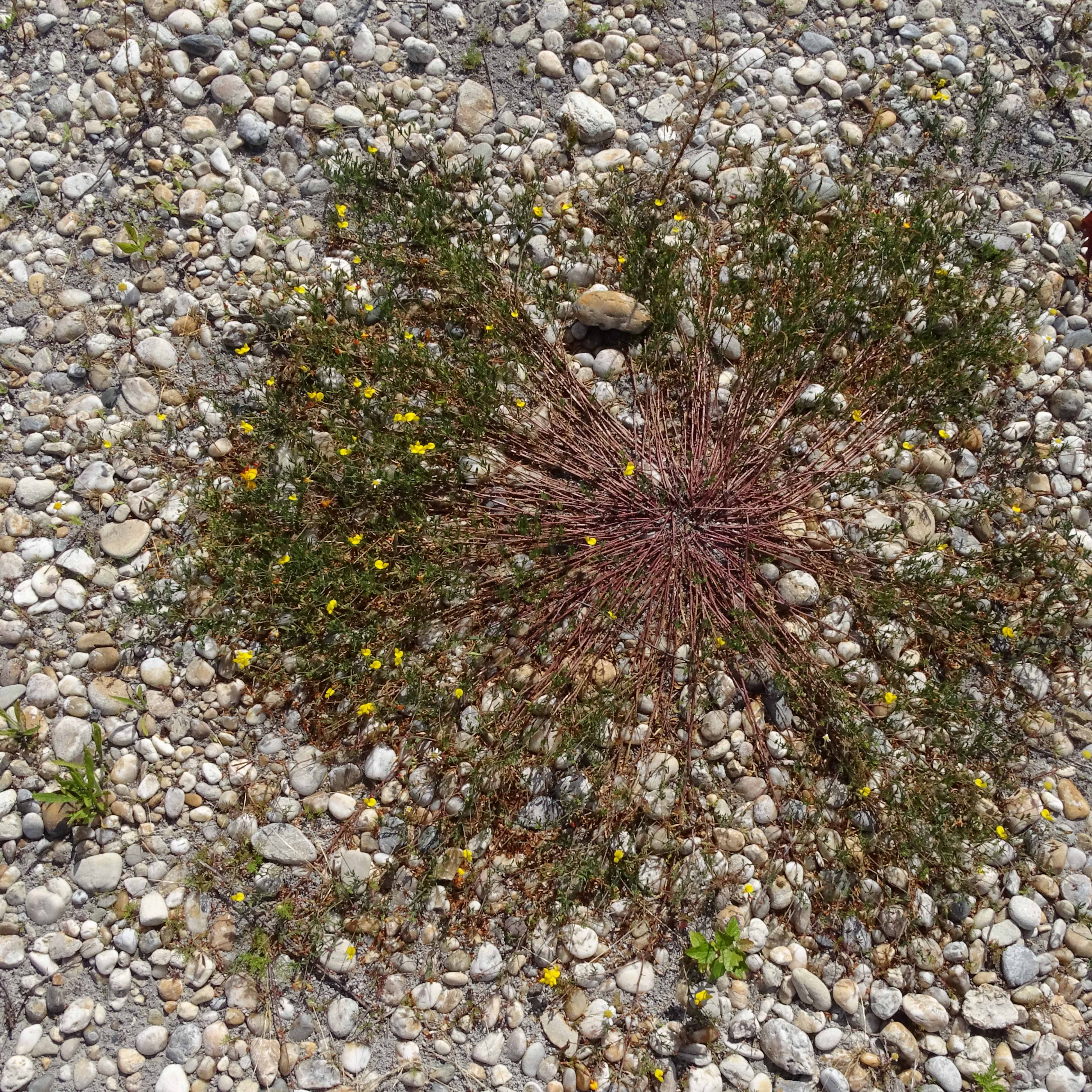 DSC08770 zicksee, 2023-07-14, lotus tenuis.jpg