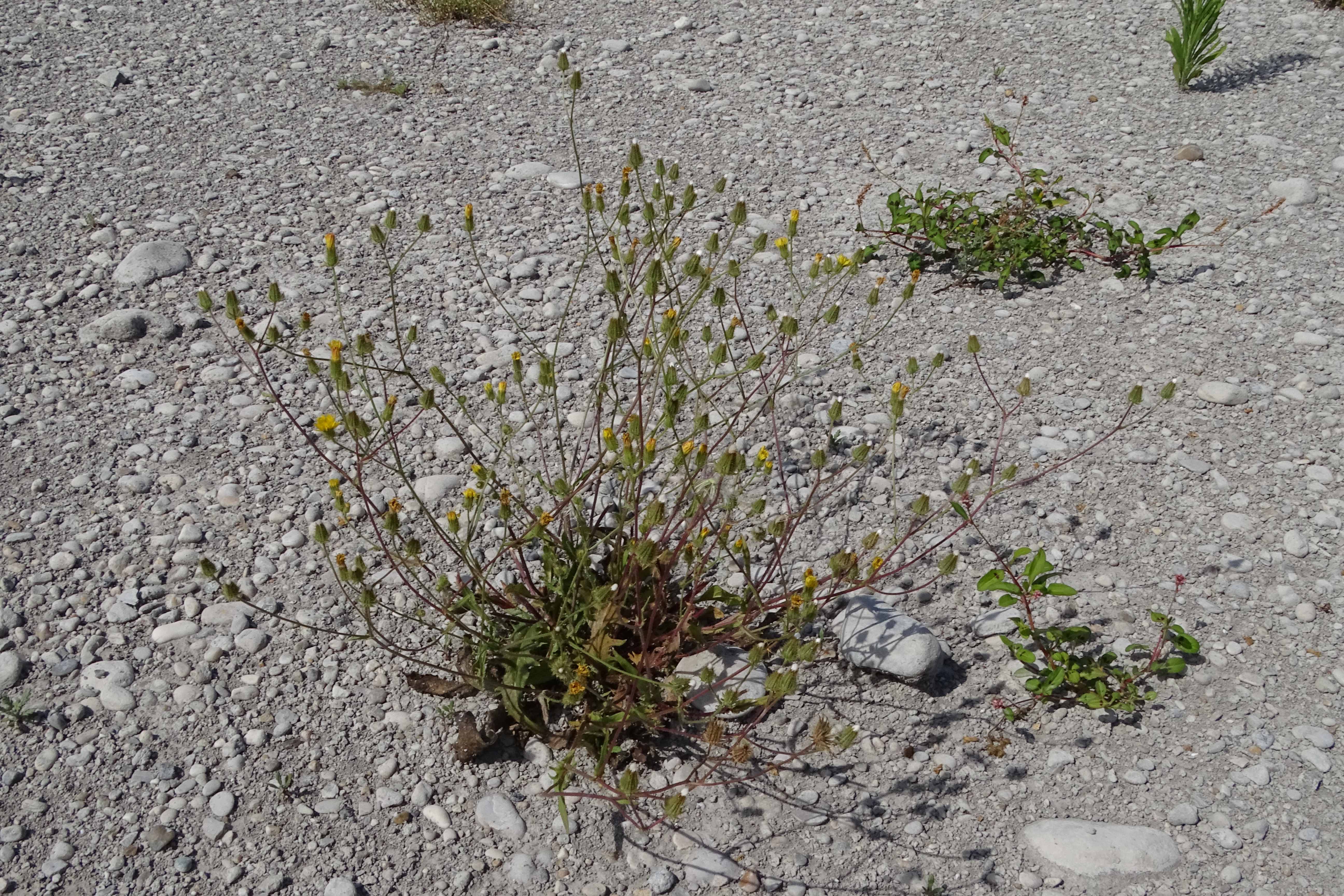 DSC08779 zicksee, 2023-07-14, crepis setosa.jpg