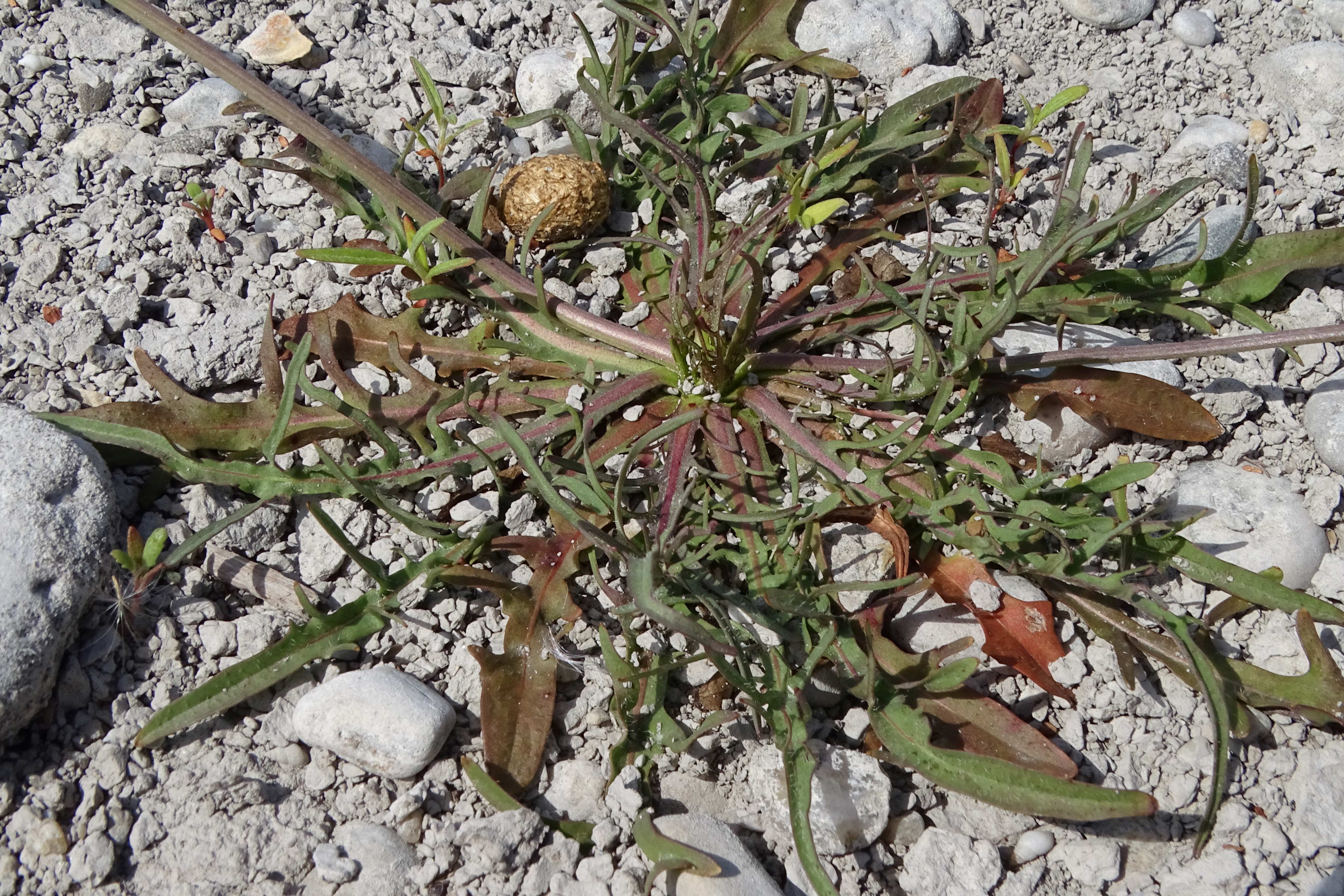 DSC08802 zicksee, 2023-07-14, scorzoneroides autumnalis.jpg