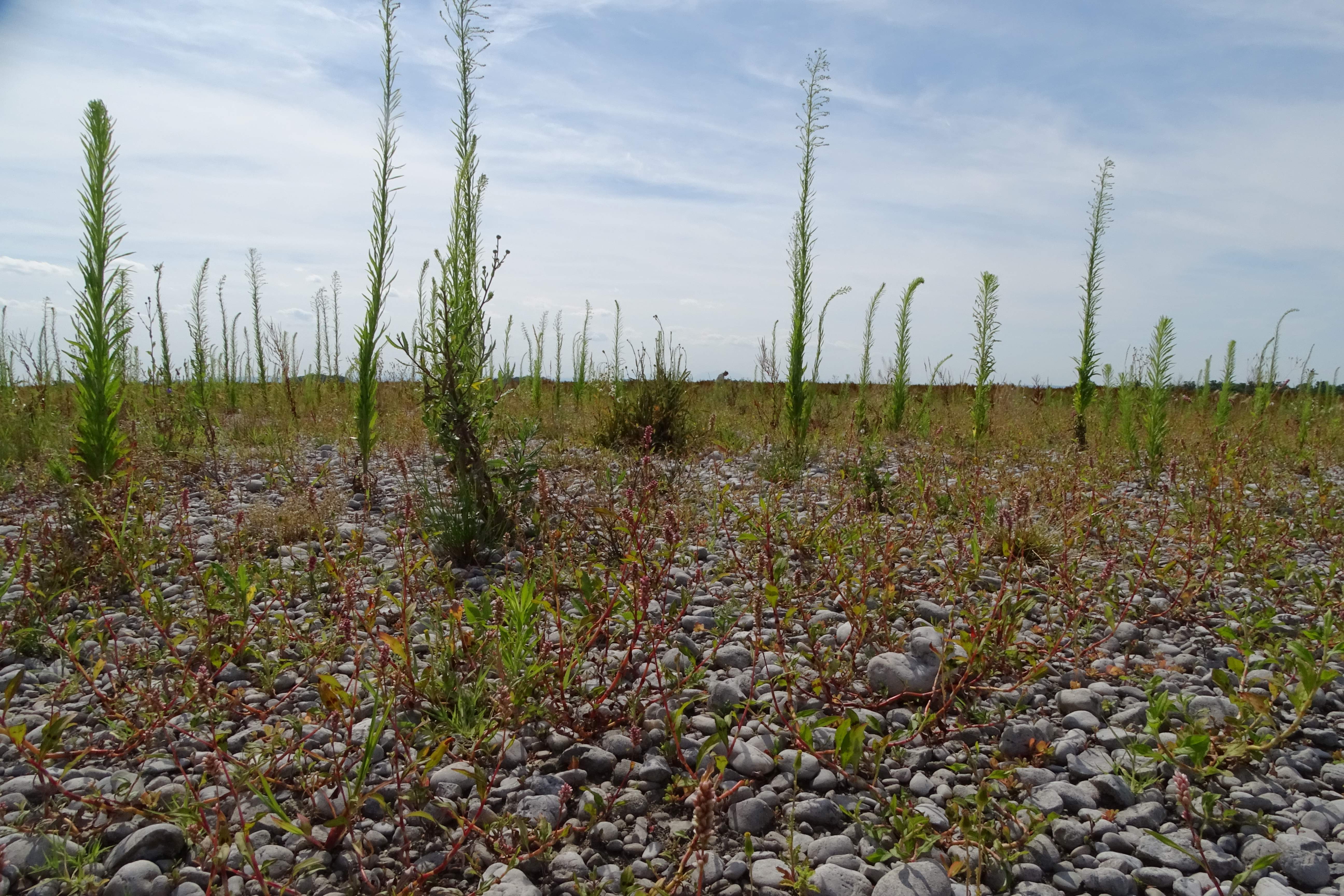 DSC08809 zicksee, 2023-07-14, erigeron canadensis.jpg