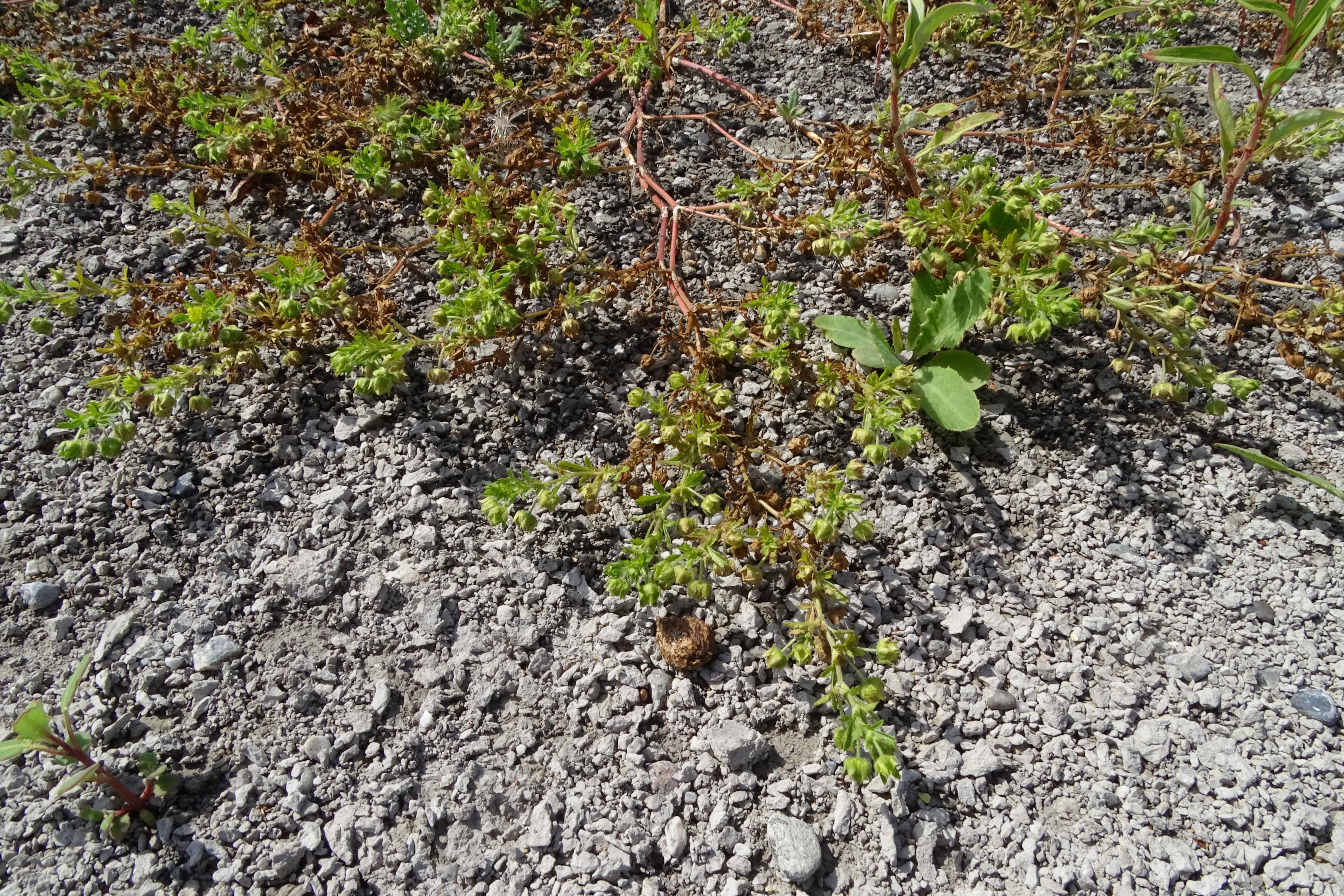 DSC08817 zicksee, 2023-07-14, potentilla supina.jpg