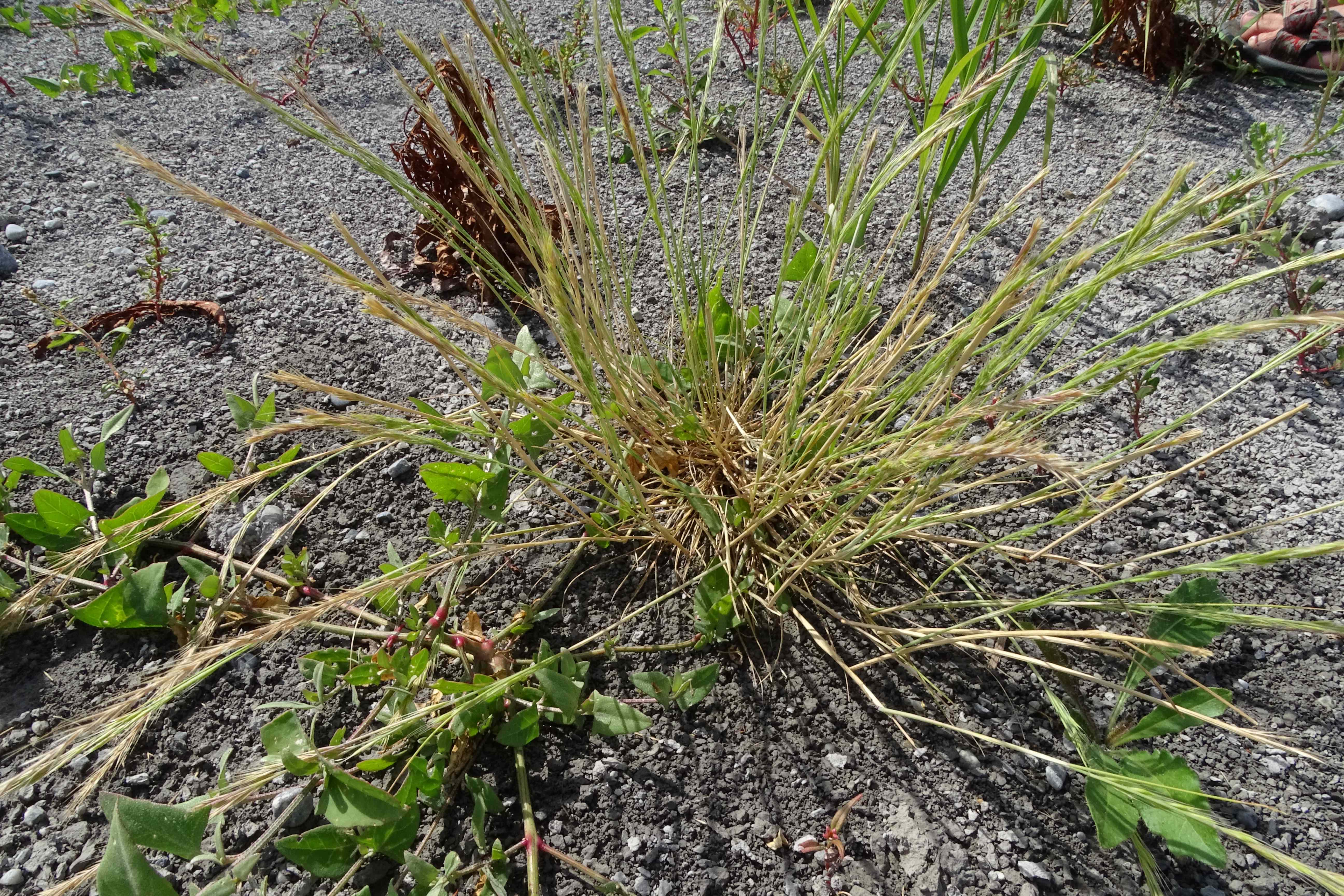 DSC08818 zicksee, 2023-07-14, vulpia myuros.jpg