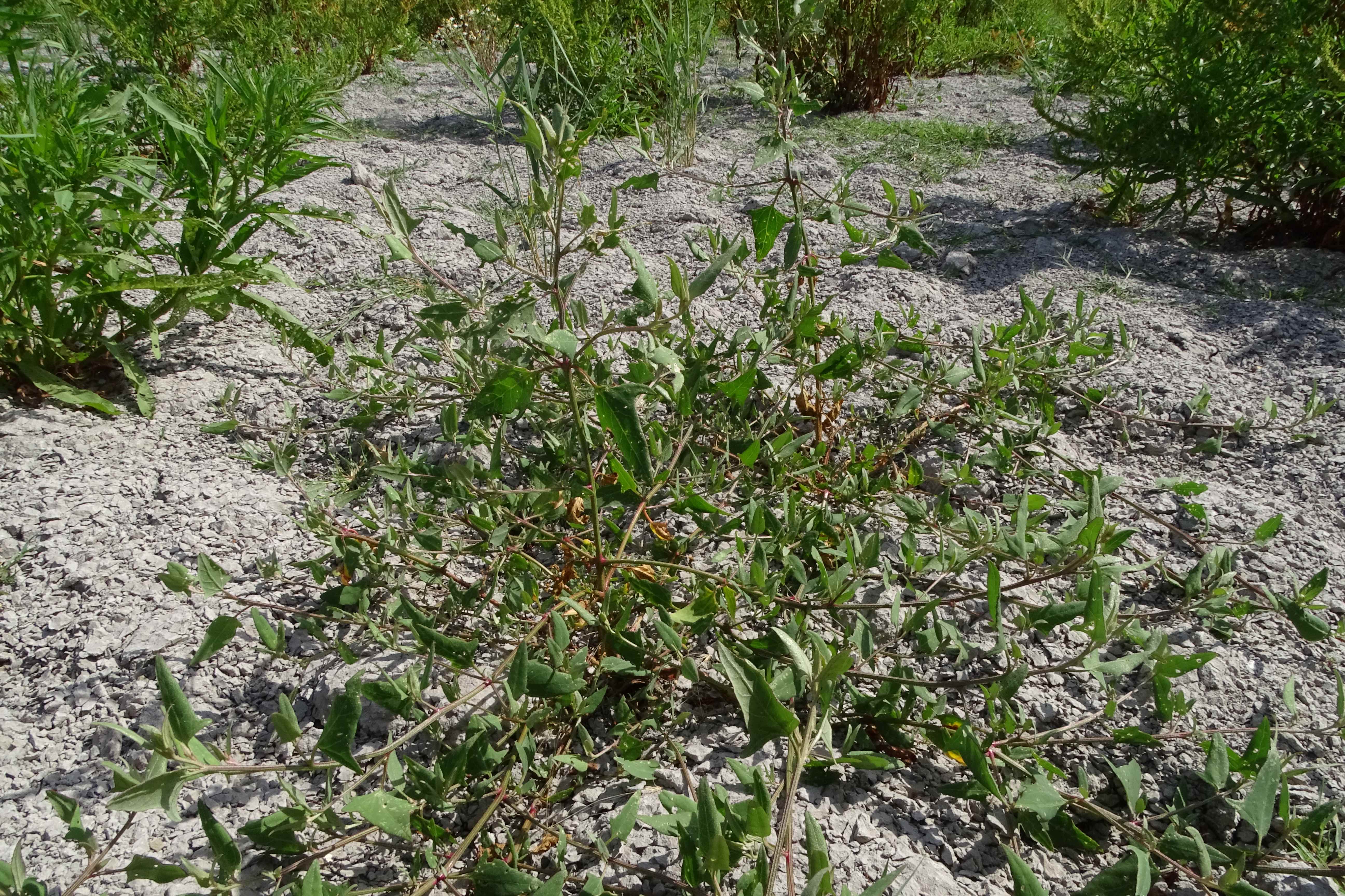 DSC08824 zicksee, 2023-07-14, atriplex prostrata.jpg