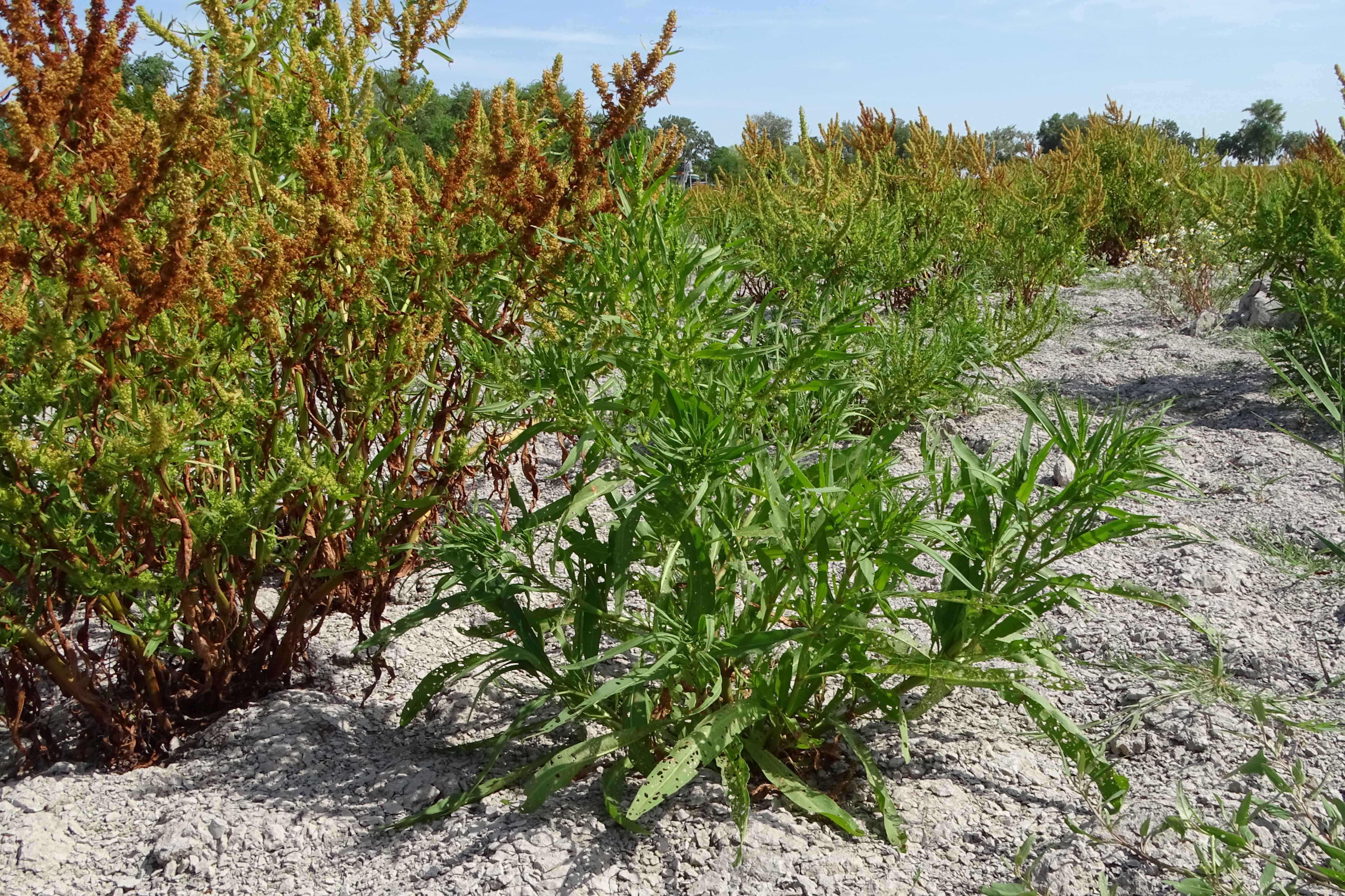 DSC08825 zicksee, 2023-07-14, rumex maritimus.jpg