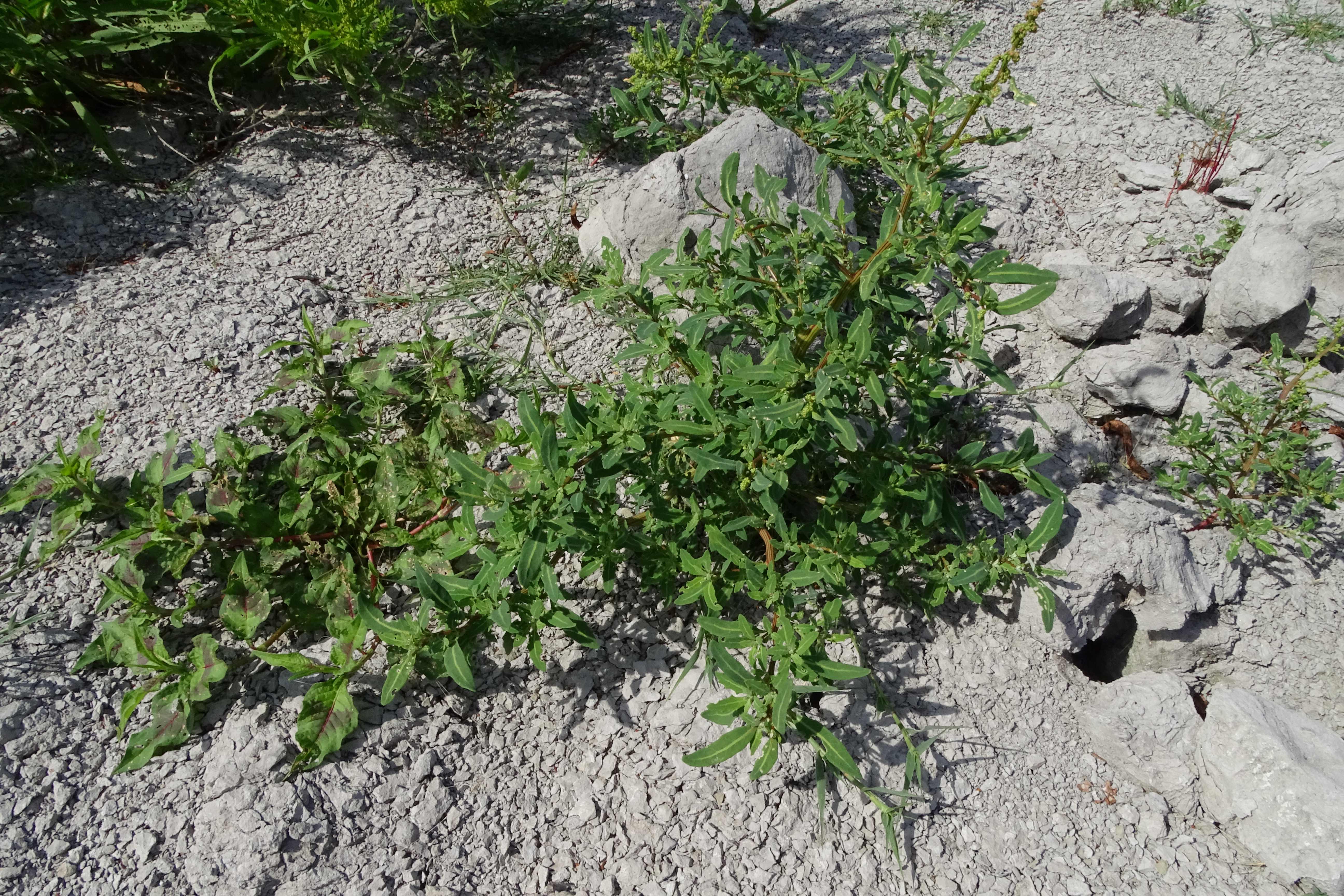 DSC08834 zicksee, 2023-07-oxybasis glauca etc.jpg