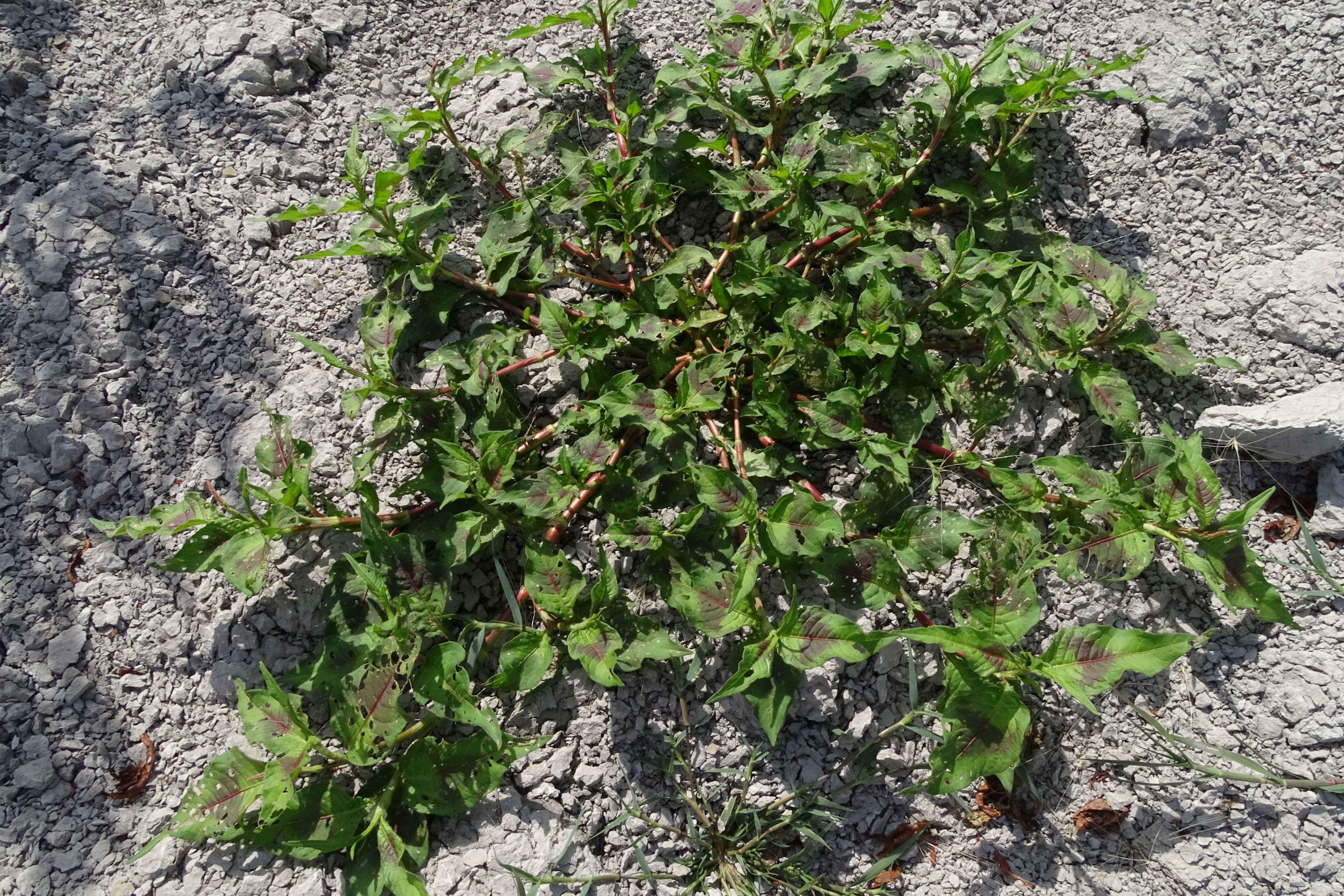 DSC08835 zicksee, 2023-07-14, persicaria cf. lapathifolia brittingeri.jpg