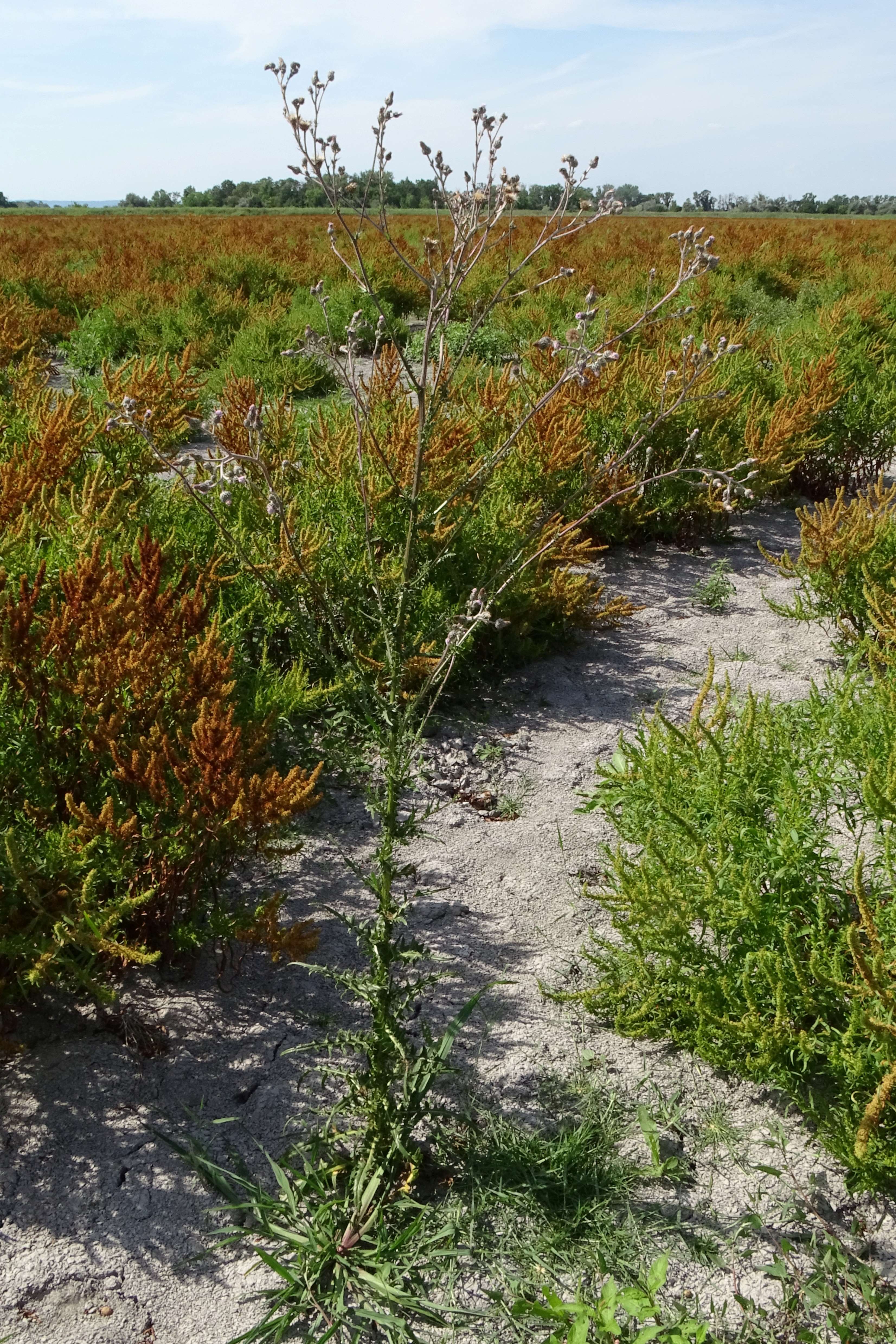 DSC08845 zicksee, 2023-07-14, cirsium brachycephalum.jpg