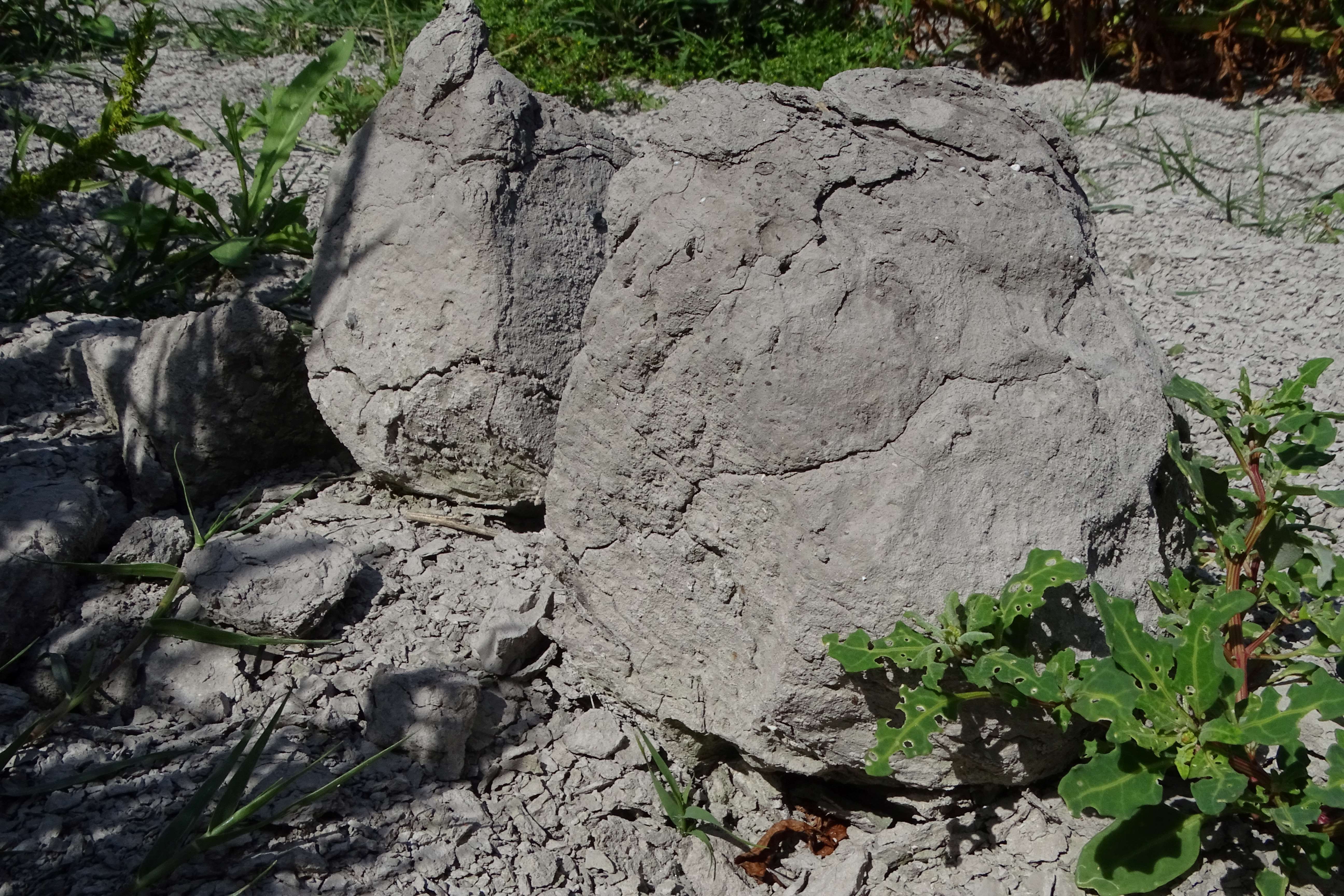 DSC08858 zicksee, 2023-07-14, tonbrocken, oxybasis glauca.jpg