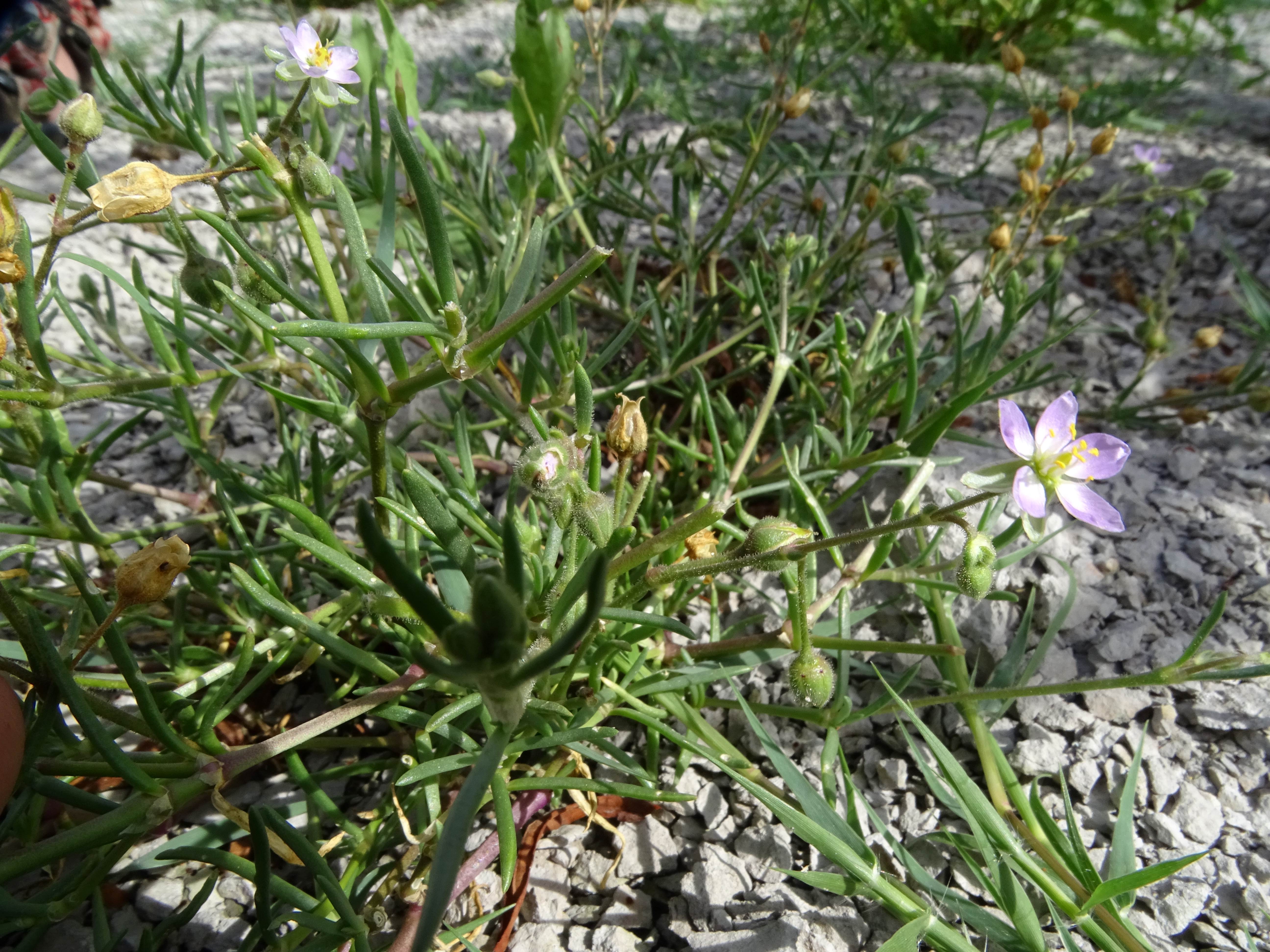 DSC08909 zicksee, 2023-07-14, spergularia sp.jpg