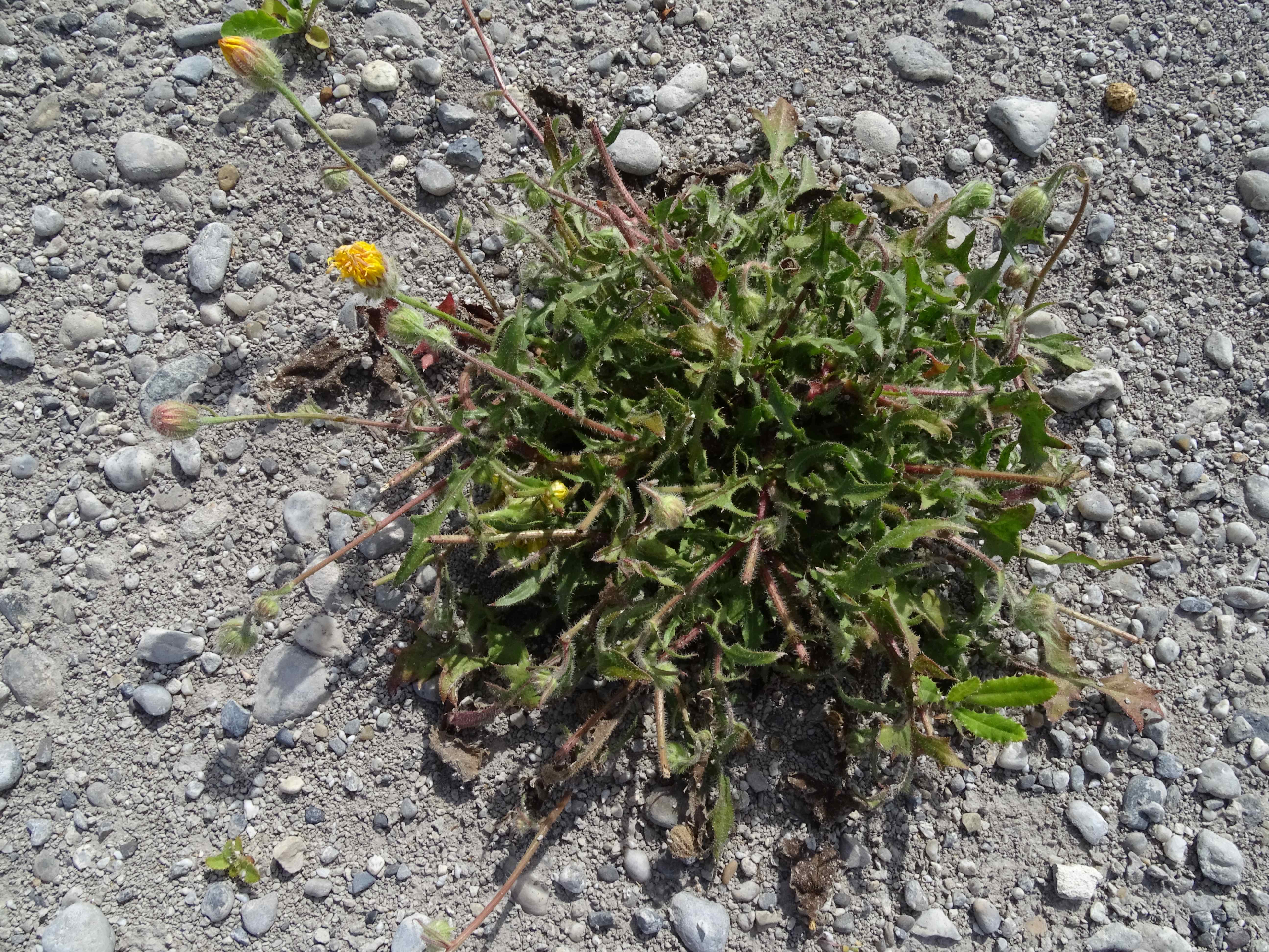 DSC08917 zicksee, 2023-07-14, crepis foetida rhoeadifolia.jpg