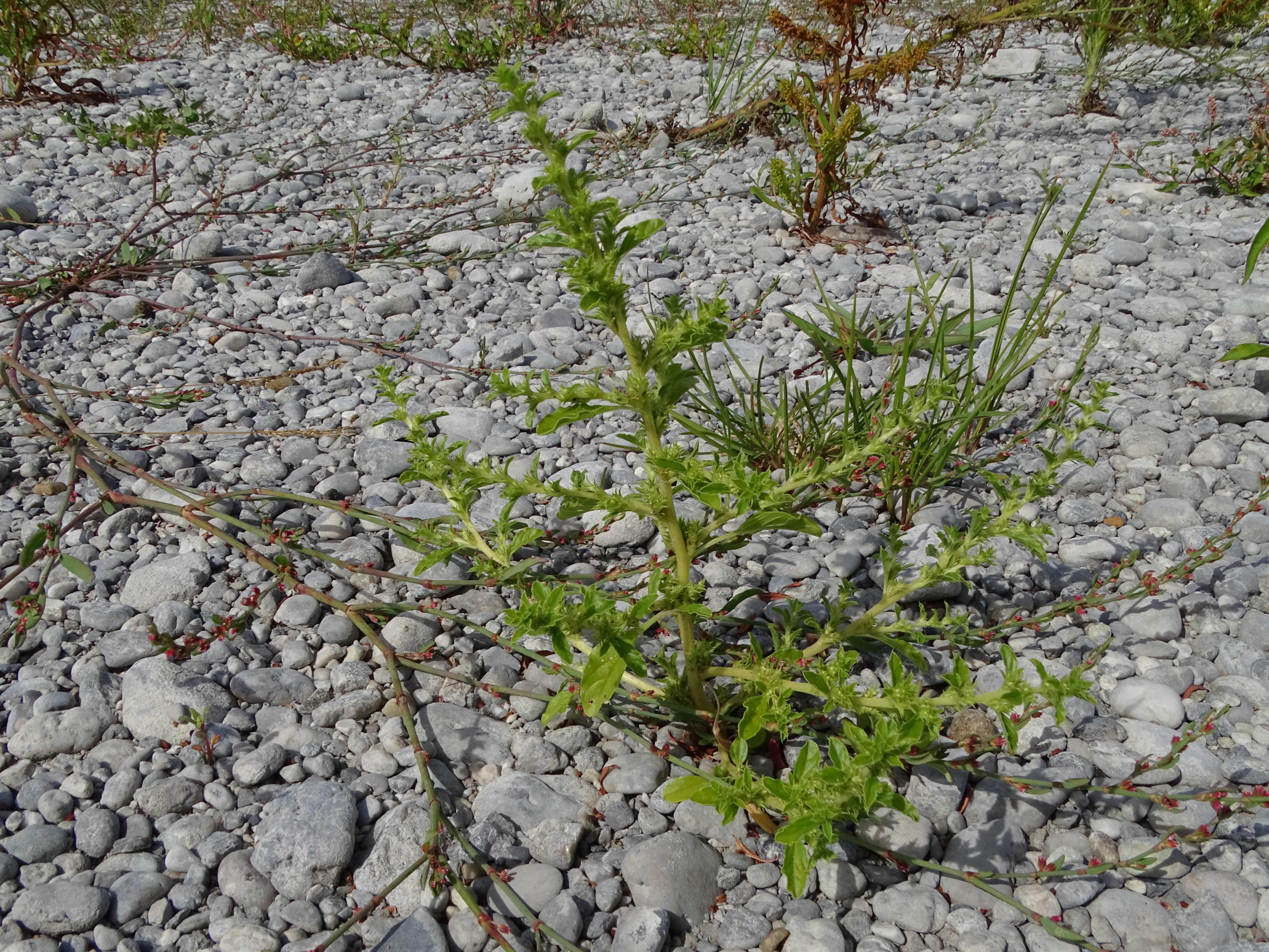 DSC08919 zicksee, 2023-07-14, amaranthus albus, polygonum aviculare s.l..jpg