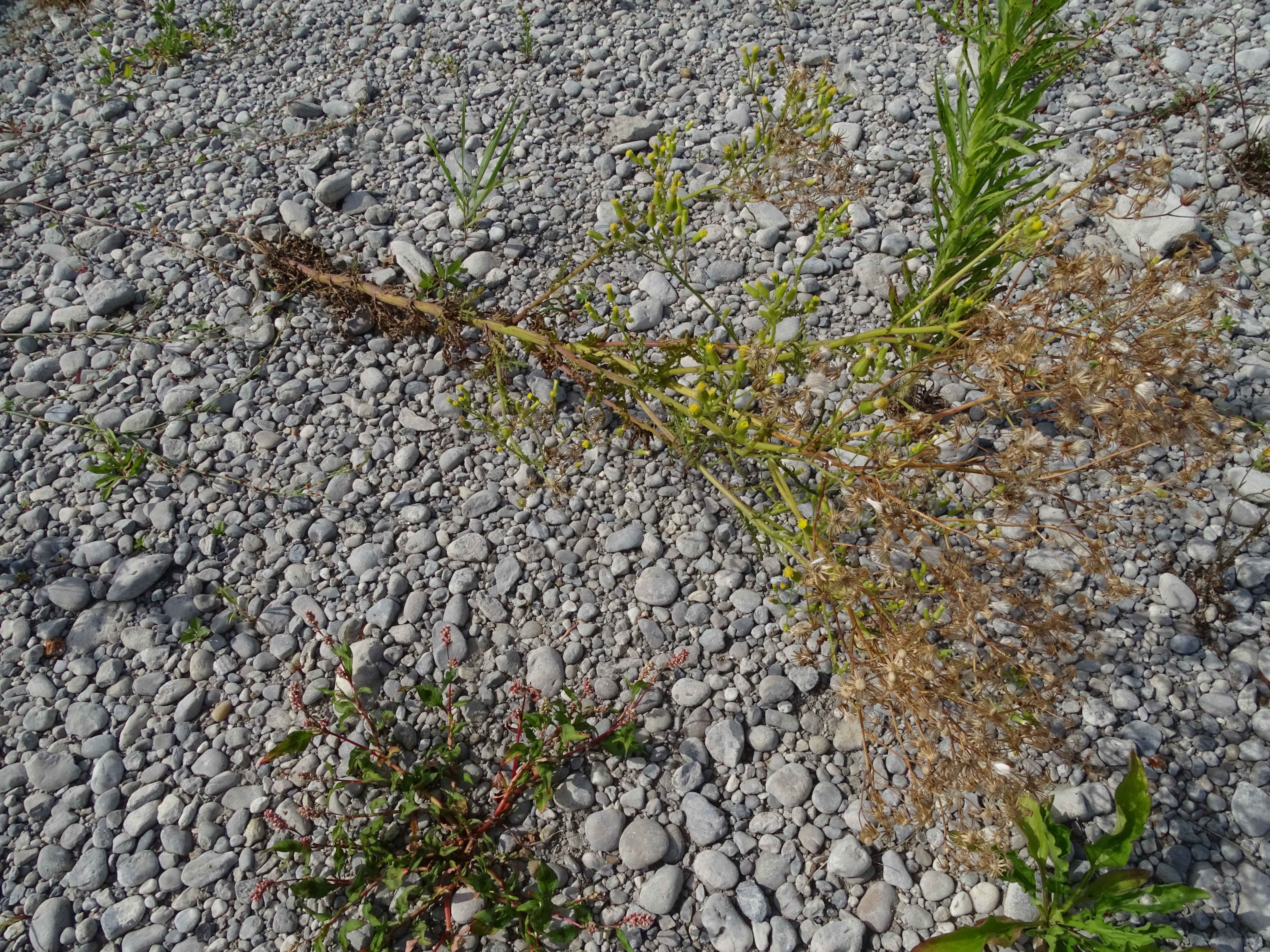 DSC08921 zicksee, 2023-07-14, senecio sylvaticus.jpg
