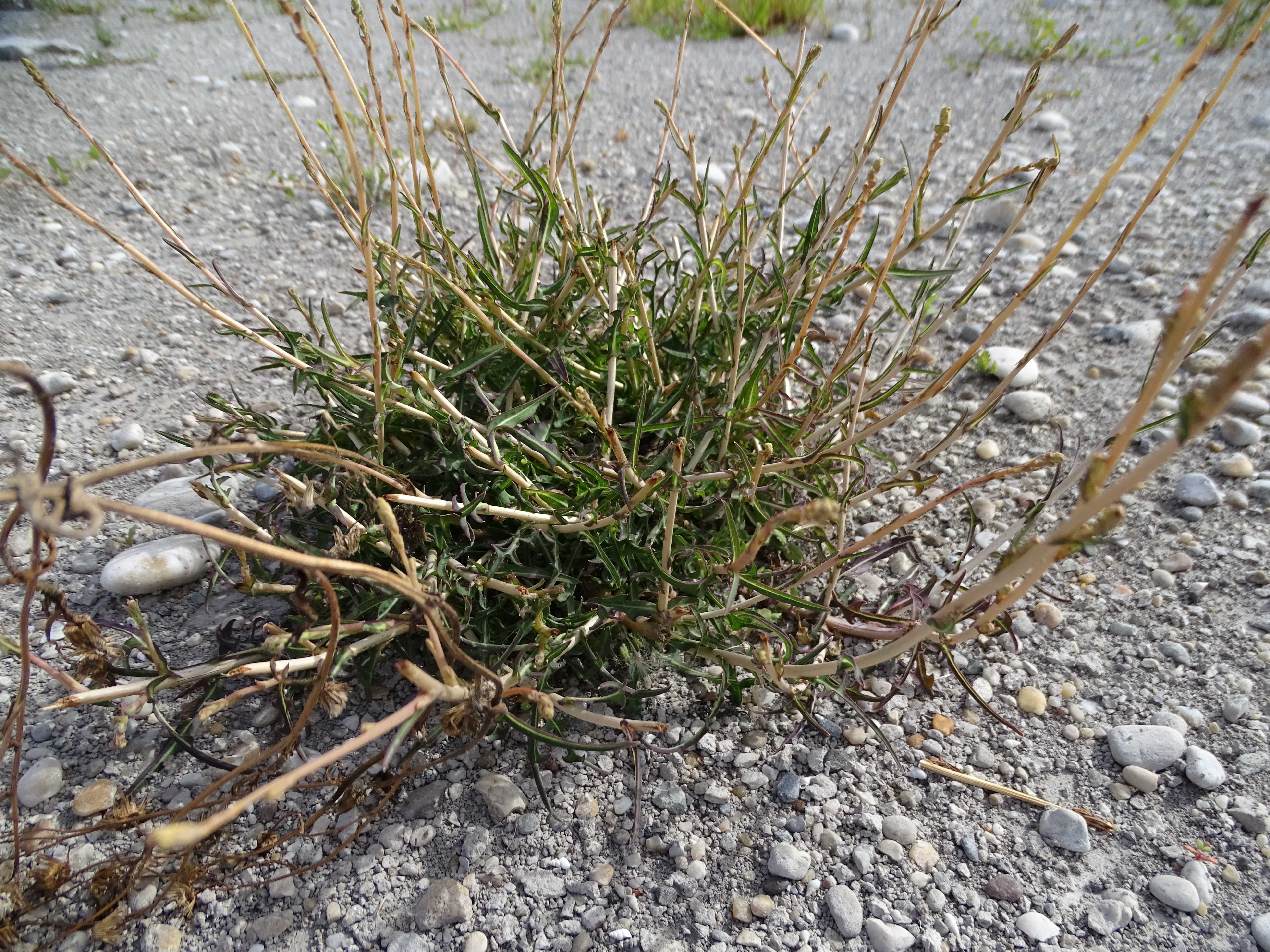 DSC08939 zicksee, 2023-07-14, lactuca saligna.jpg