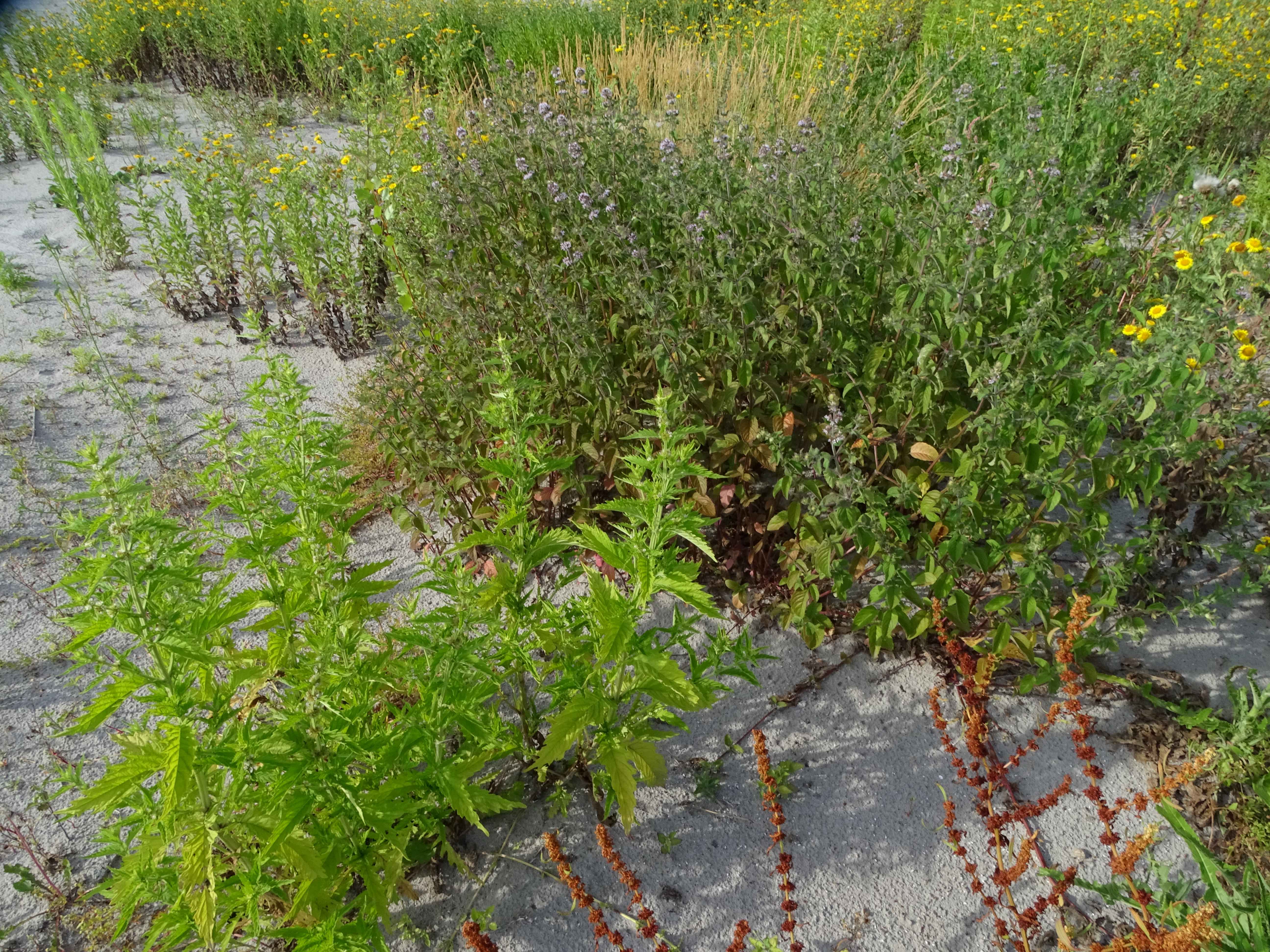 DSC08944 zicksee, 2023-07-14, lycopus europaeus, mentha aquatica etc.jpg