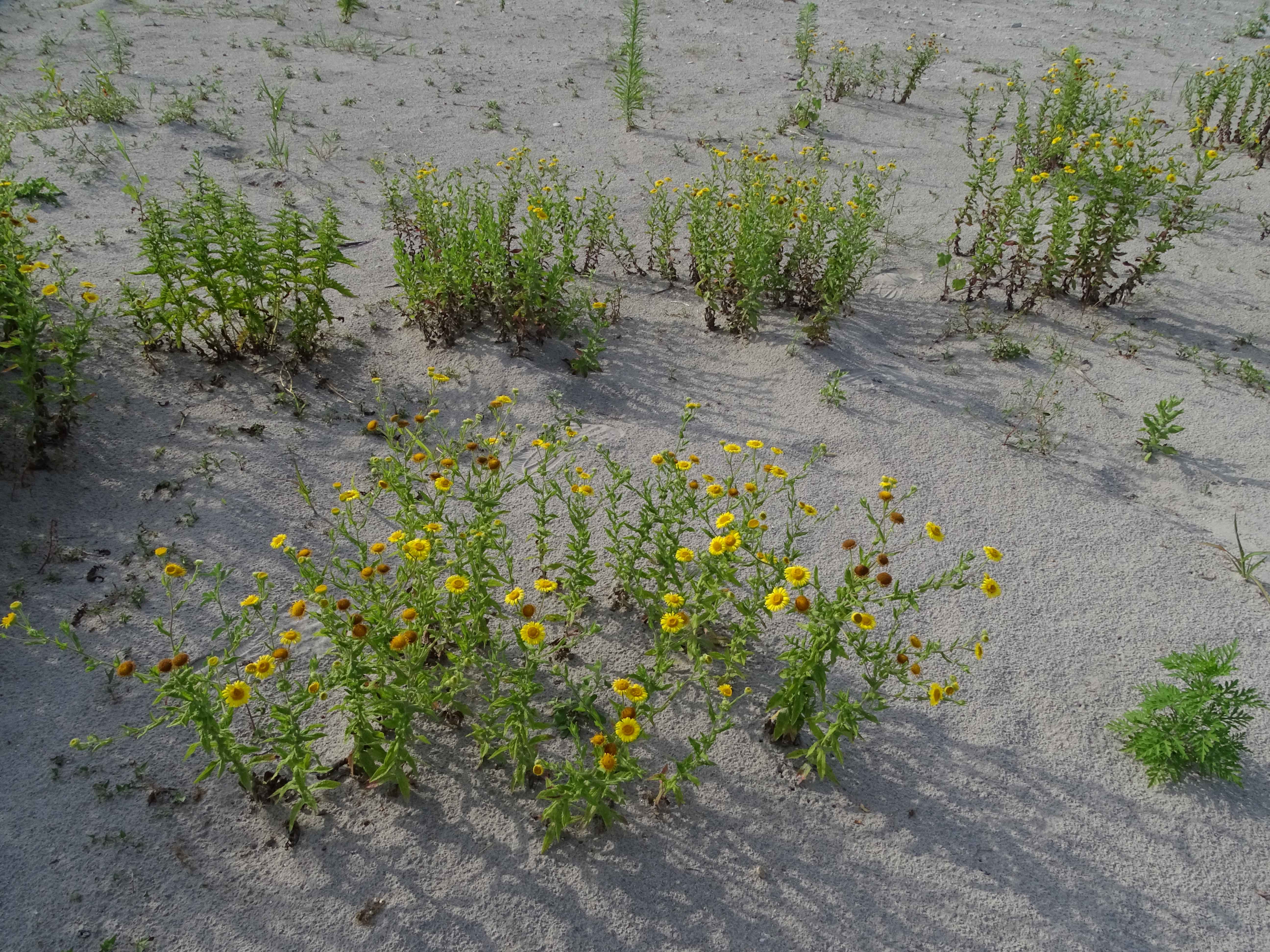 DSC08947 zicksee, 2023-07-14, pulicaria dysenterica, ambrosia artemisiifolia, lycopus europaeus.jpg