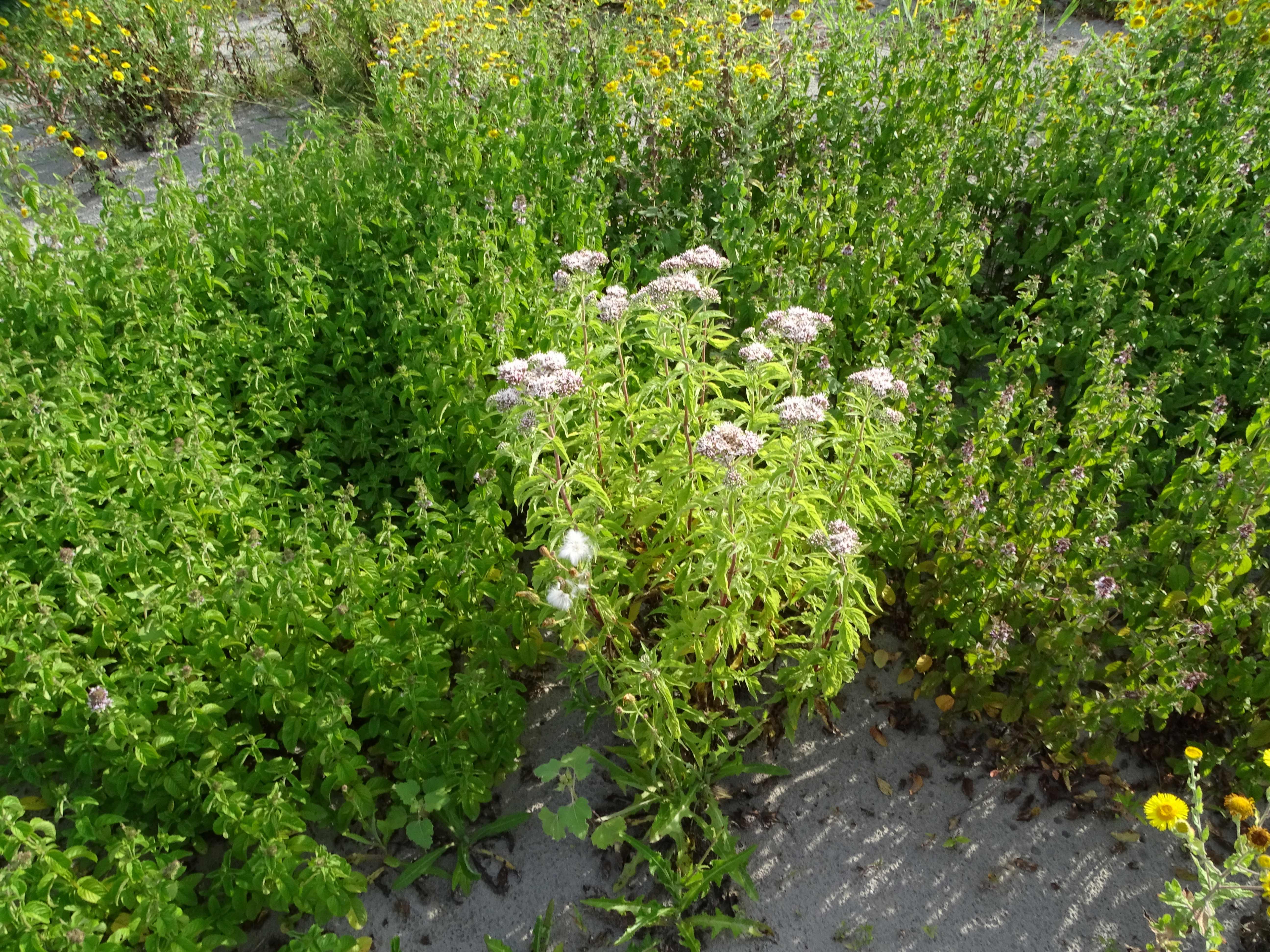 DSC08953 zicksee, 2023-07-14, eupatorium cannabinum, mentha aquatica, pulicaria dysenterica.jpg