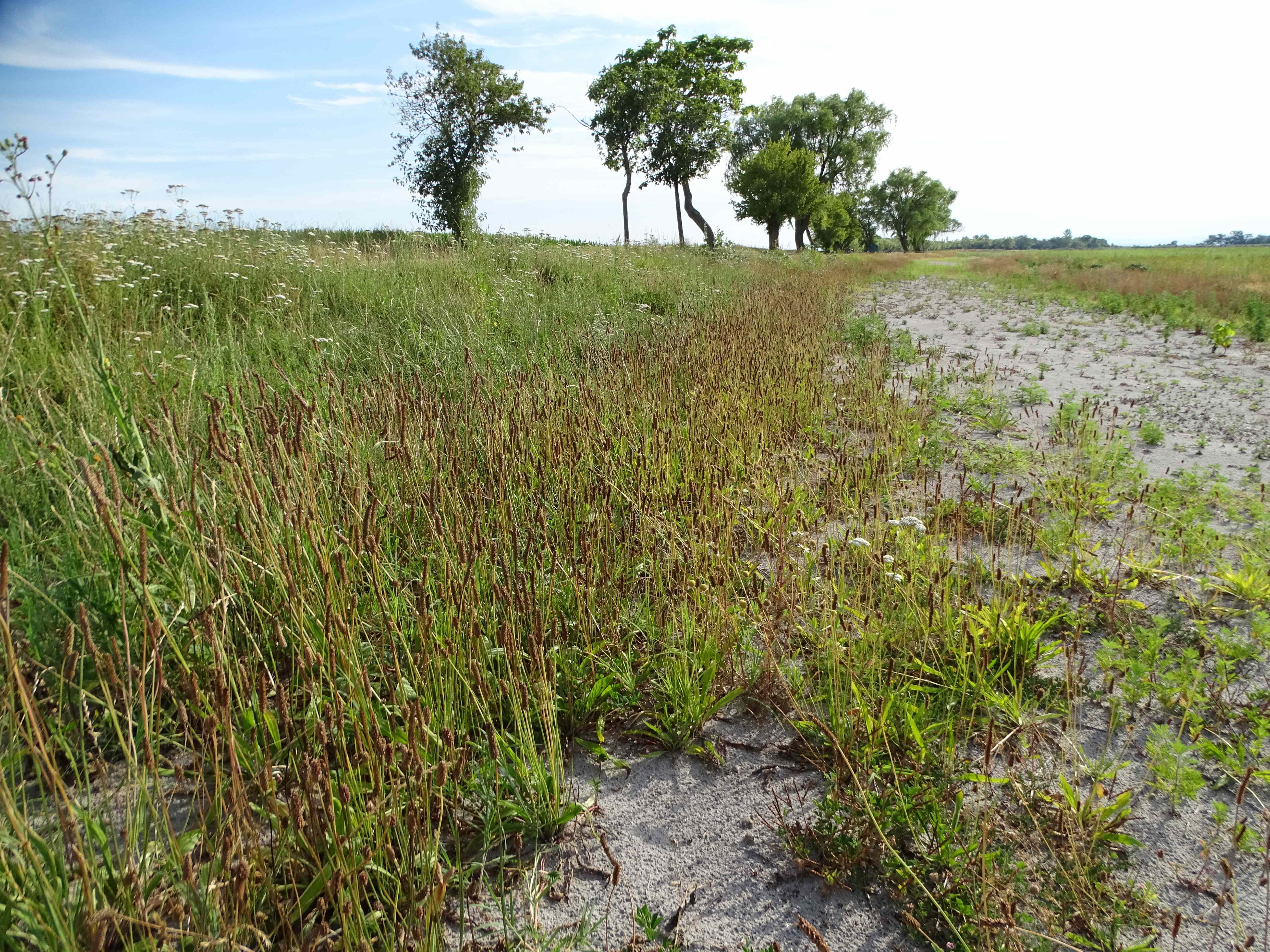 DSC08963 zicksee, 2023-07-14, plantago lanceolata.jpg