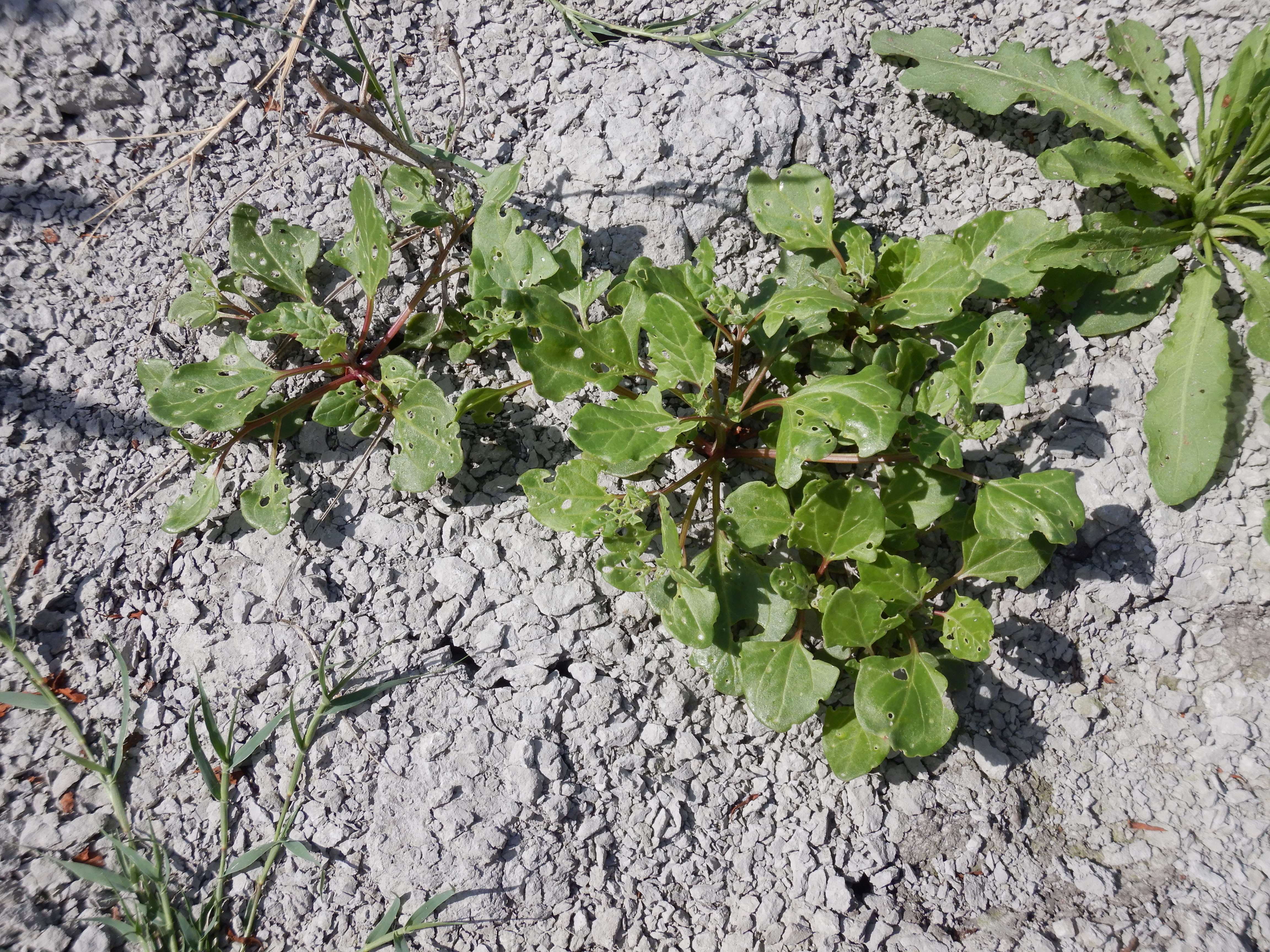 DSCN3299 zicksee, 2023-07-14, unbekannt.jpg