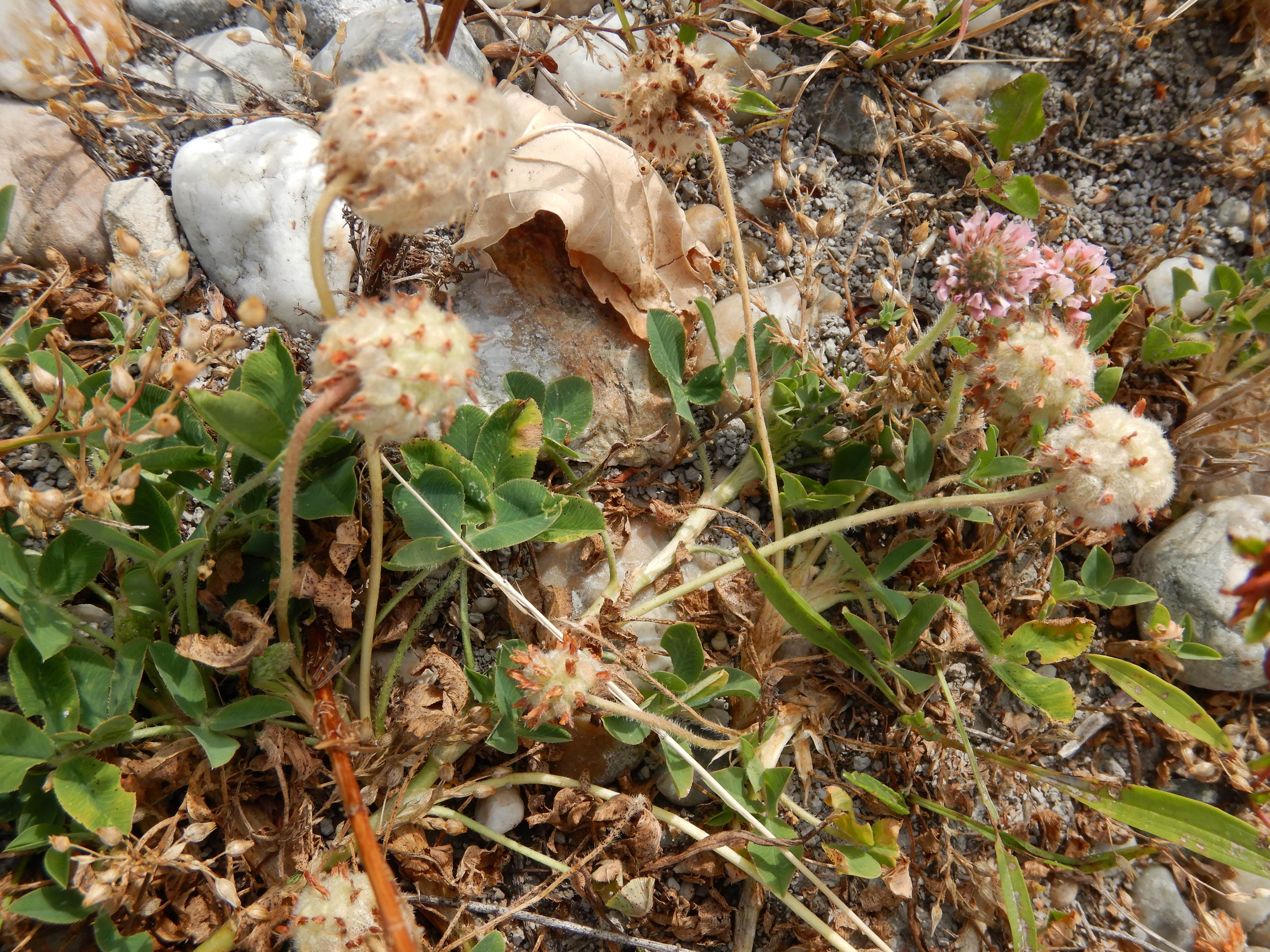 DSCN3323 zicksee, 2023-07-14, trifolium fragiferum.jpg