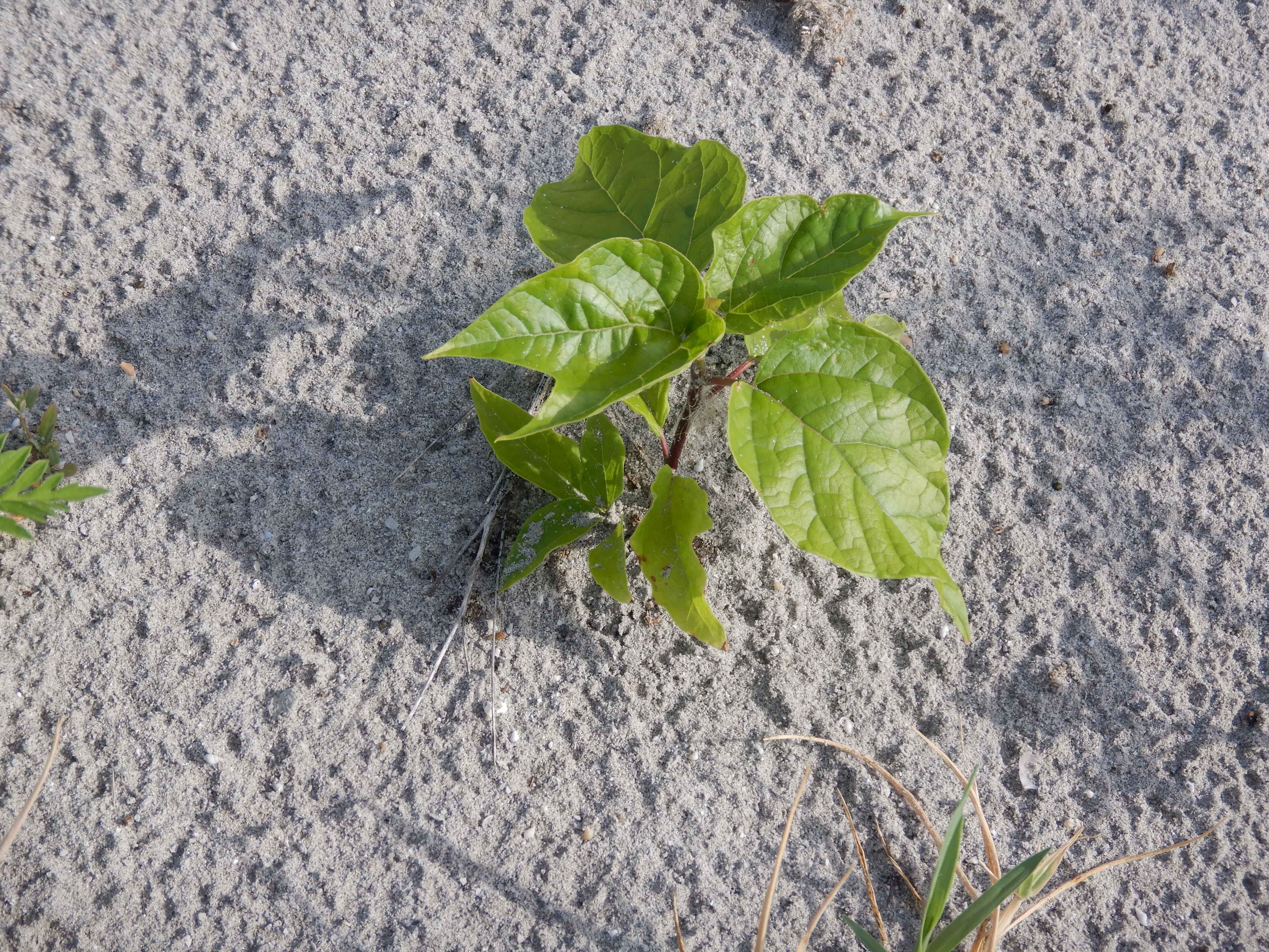 DSCN3333 zicksee, 2023-07-14, catalpa bignonioides.jpg