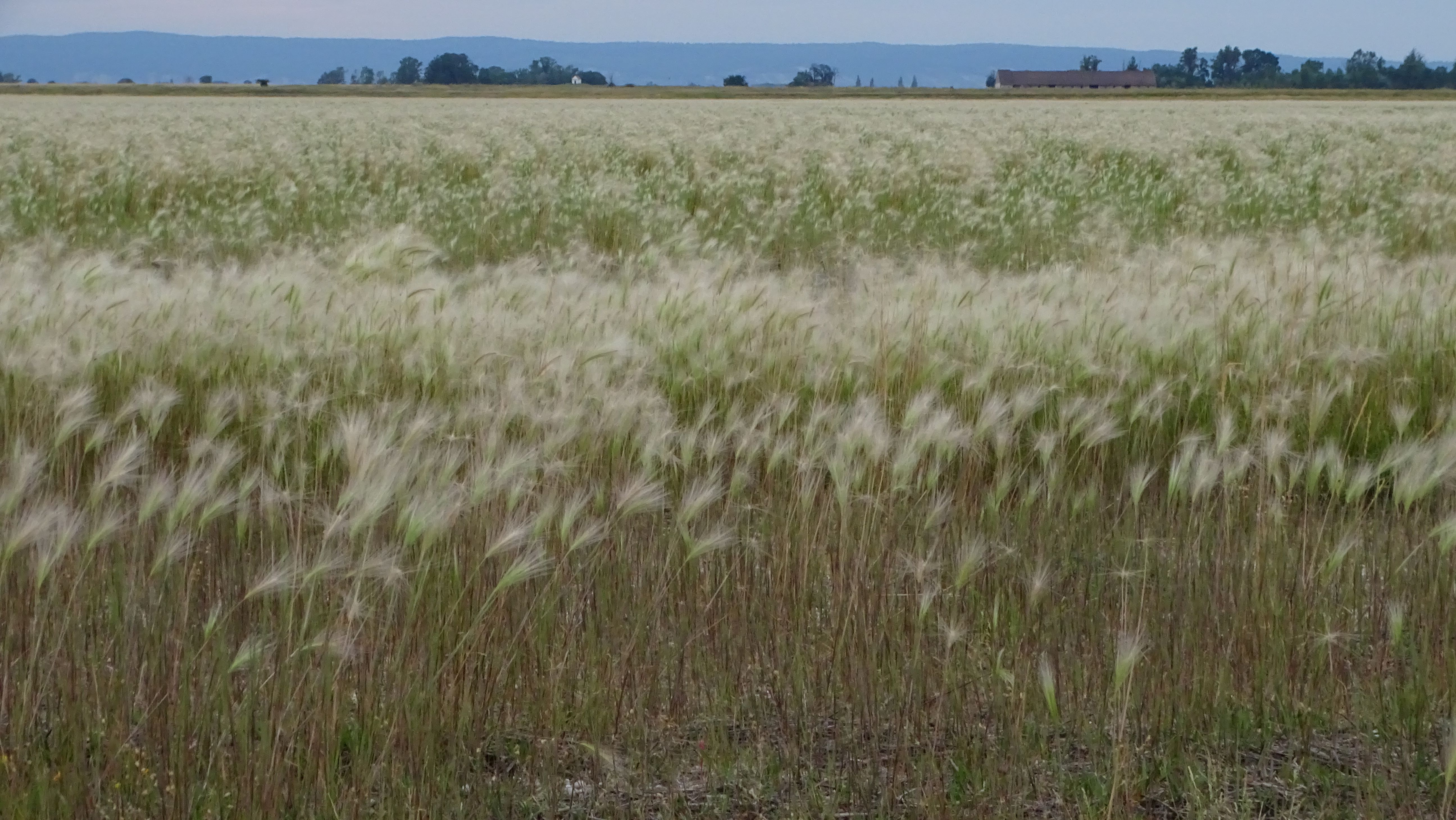 DSC09096 lange lacke, 2023-07-14, hordeum jubatum.jpg