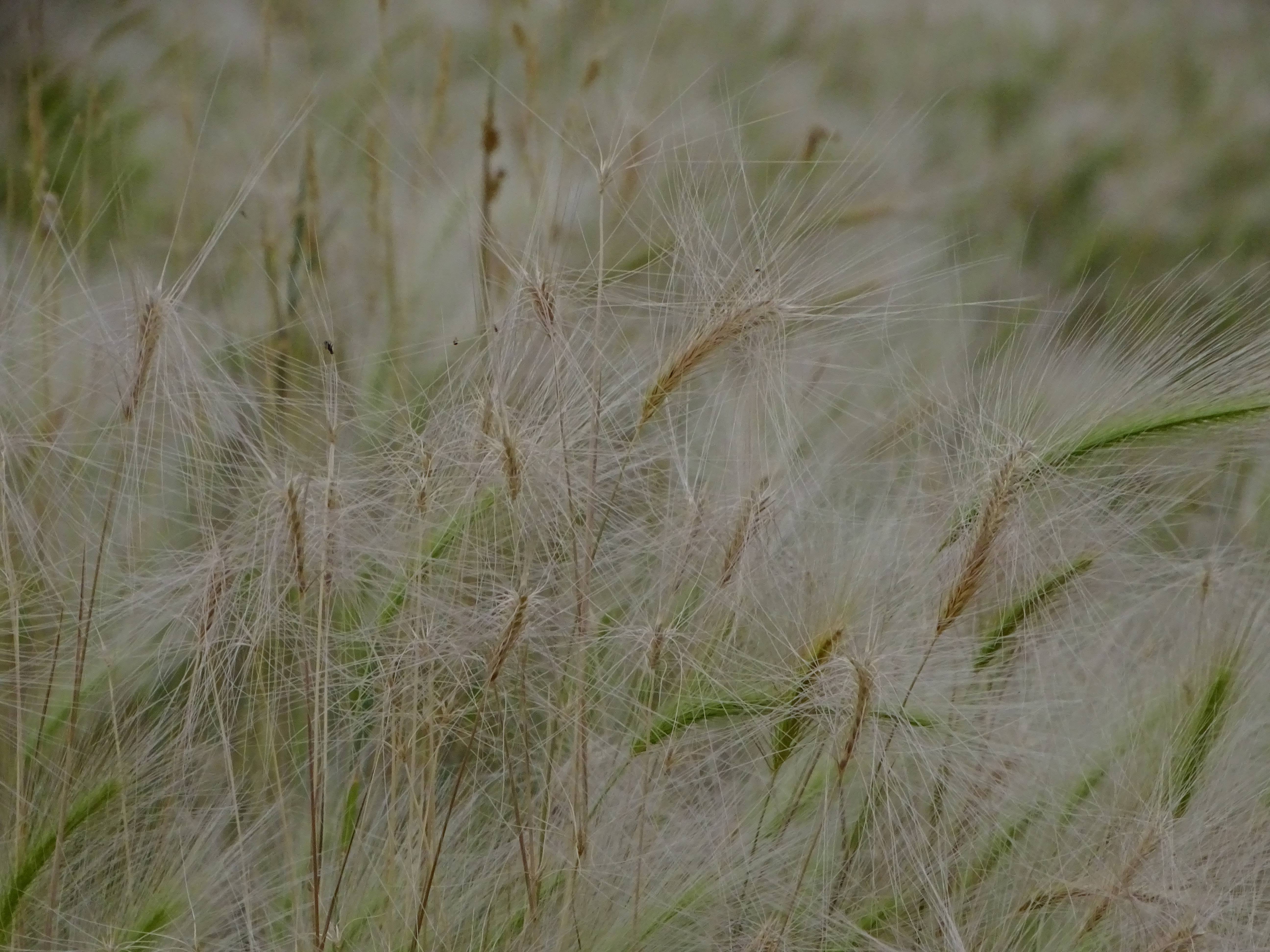 DSC09110 lange lacke, 2023-07-14, hordeum jubatum.jpg