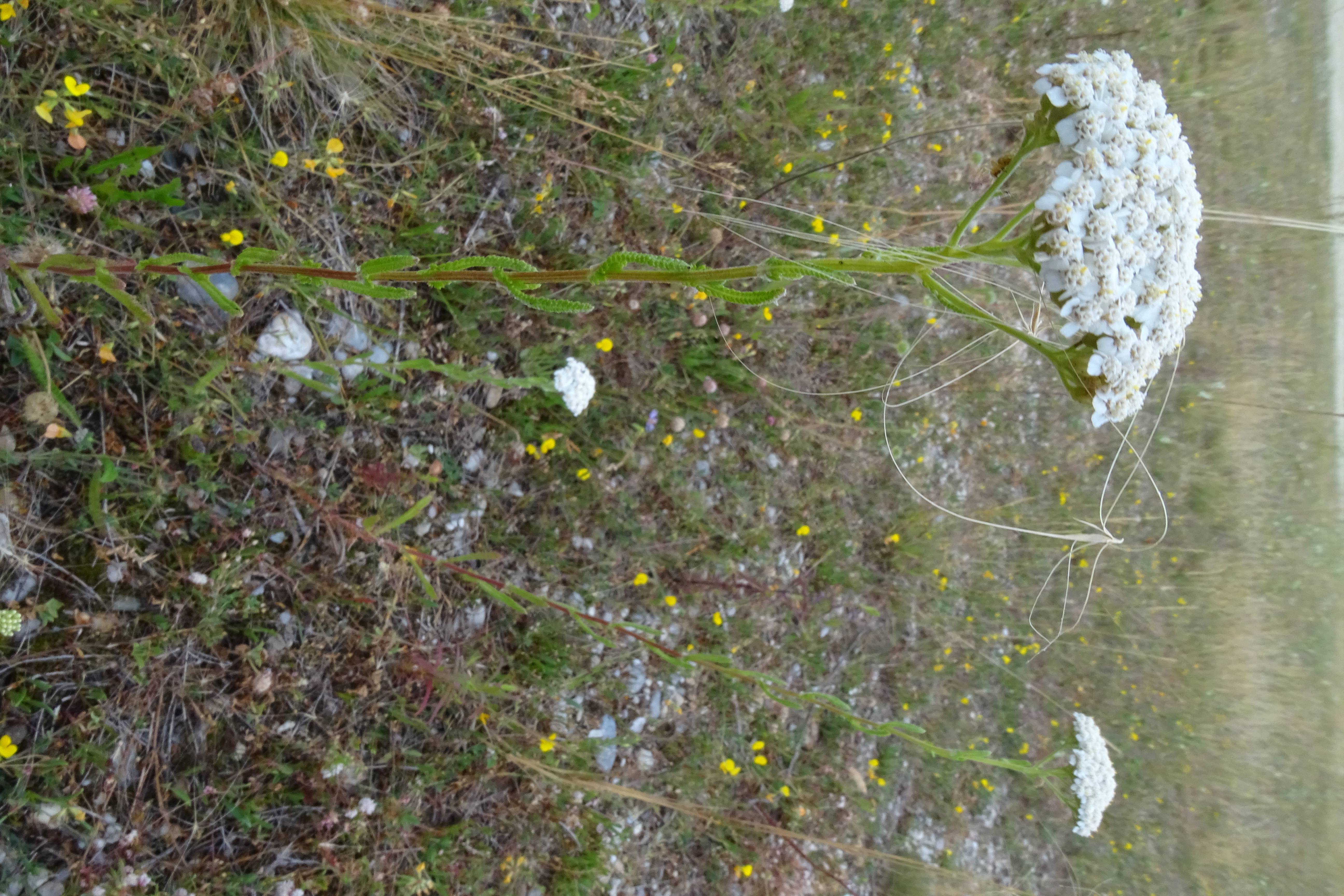 DSC09116 zicksee, 2023-07-14, achillea cf. setacea.jpg